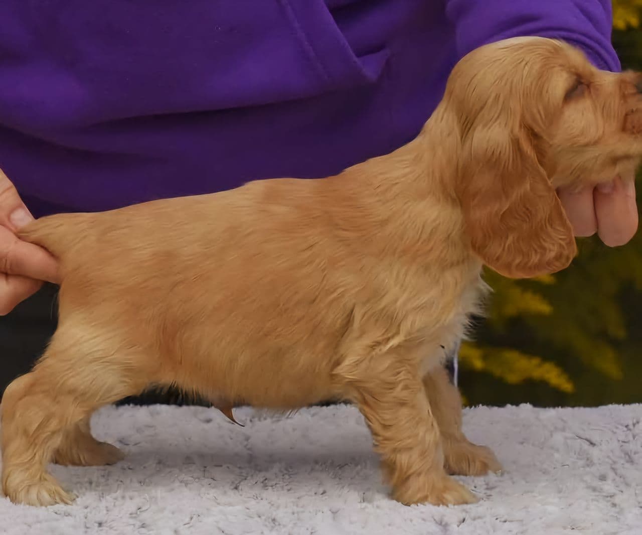 Rød Engelsk cocker spaniel hannhundvalp