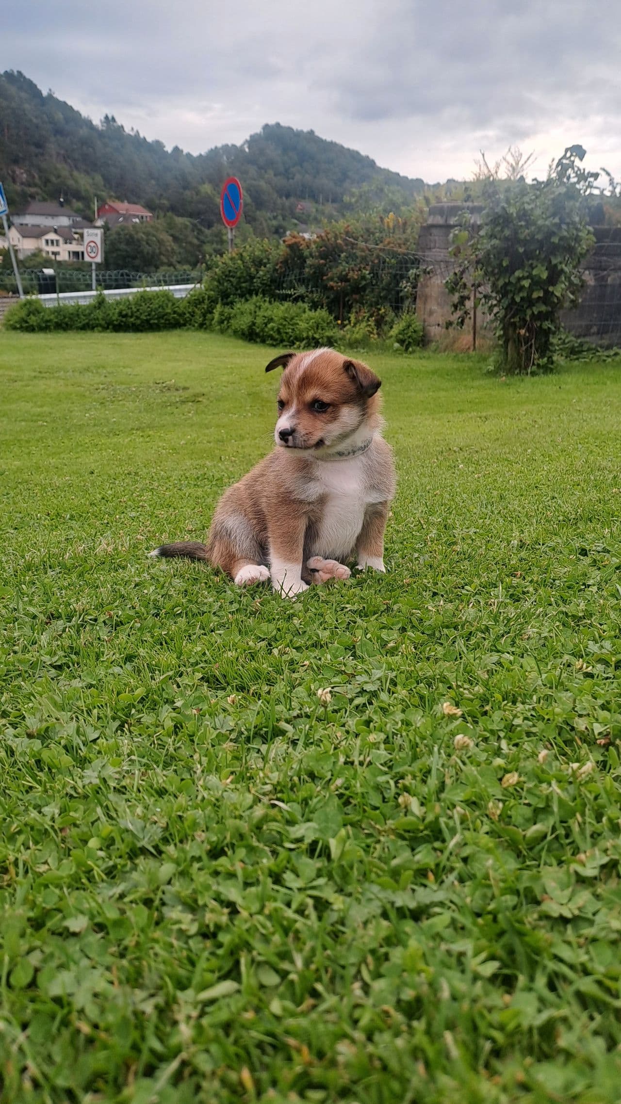 Norsk lundehund valper