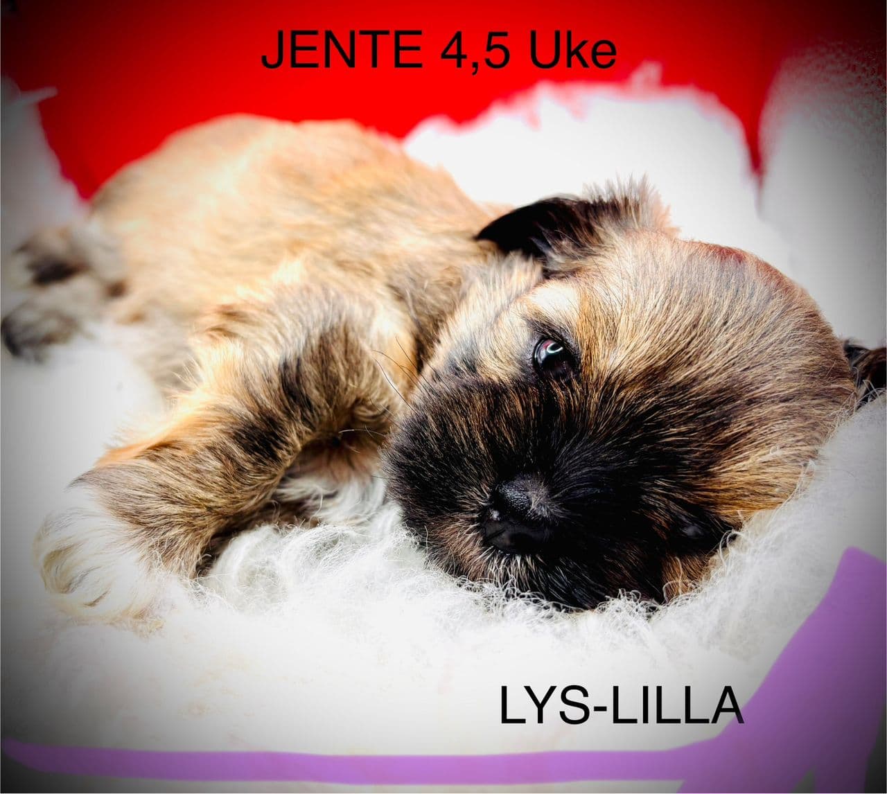5 uker gamle Lhasa Apso NkkReg Valpet 4💙 2🩷Født 29:07 Lev.klar 23.09