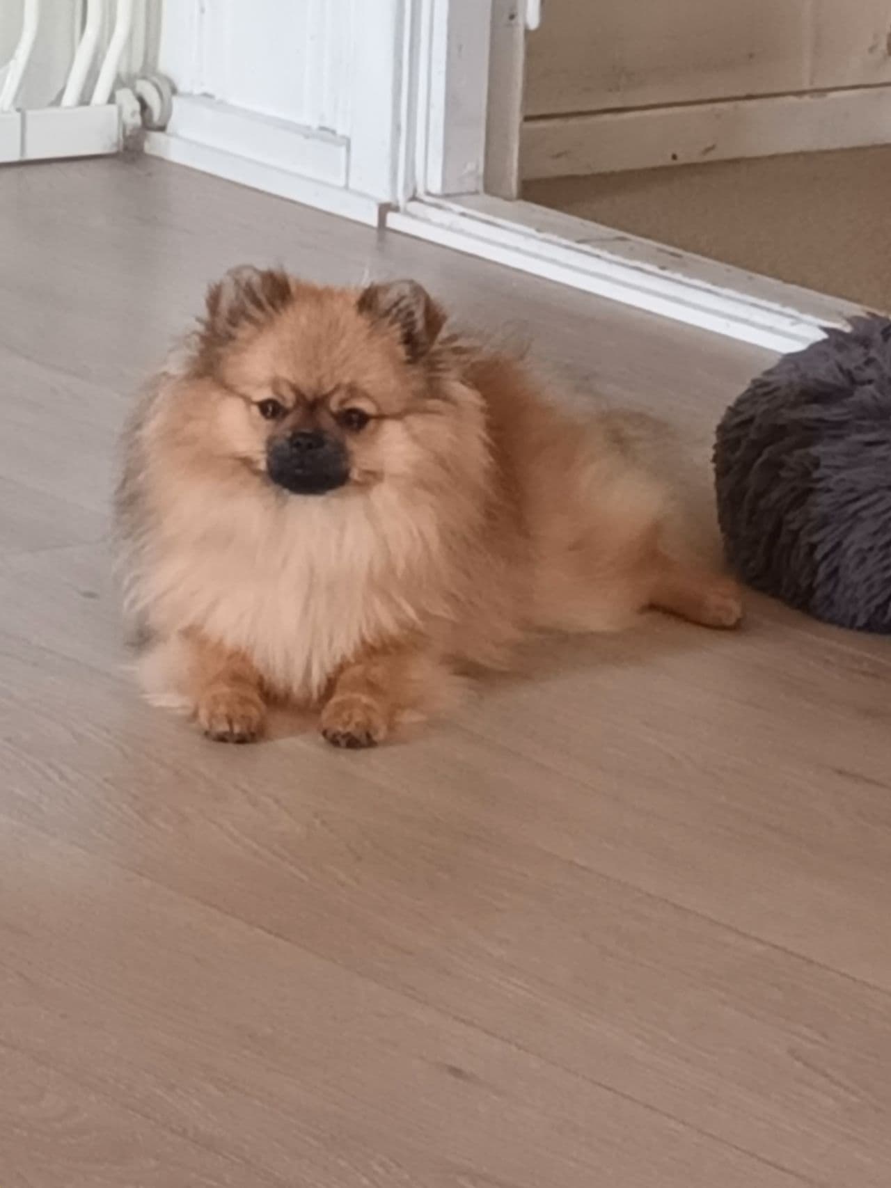 Nkk reg Pomeranian tispe.