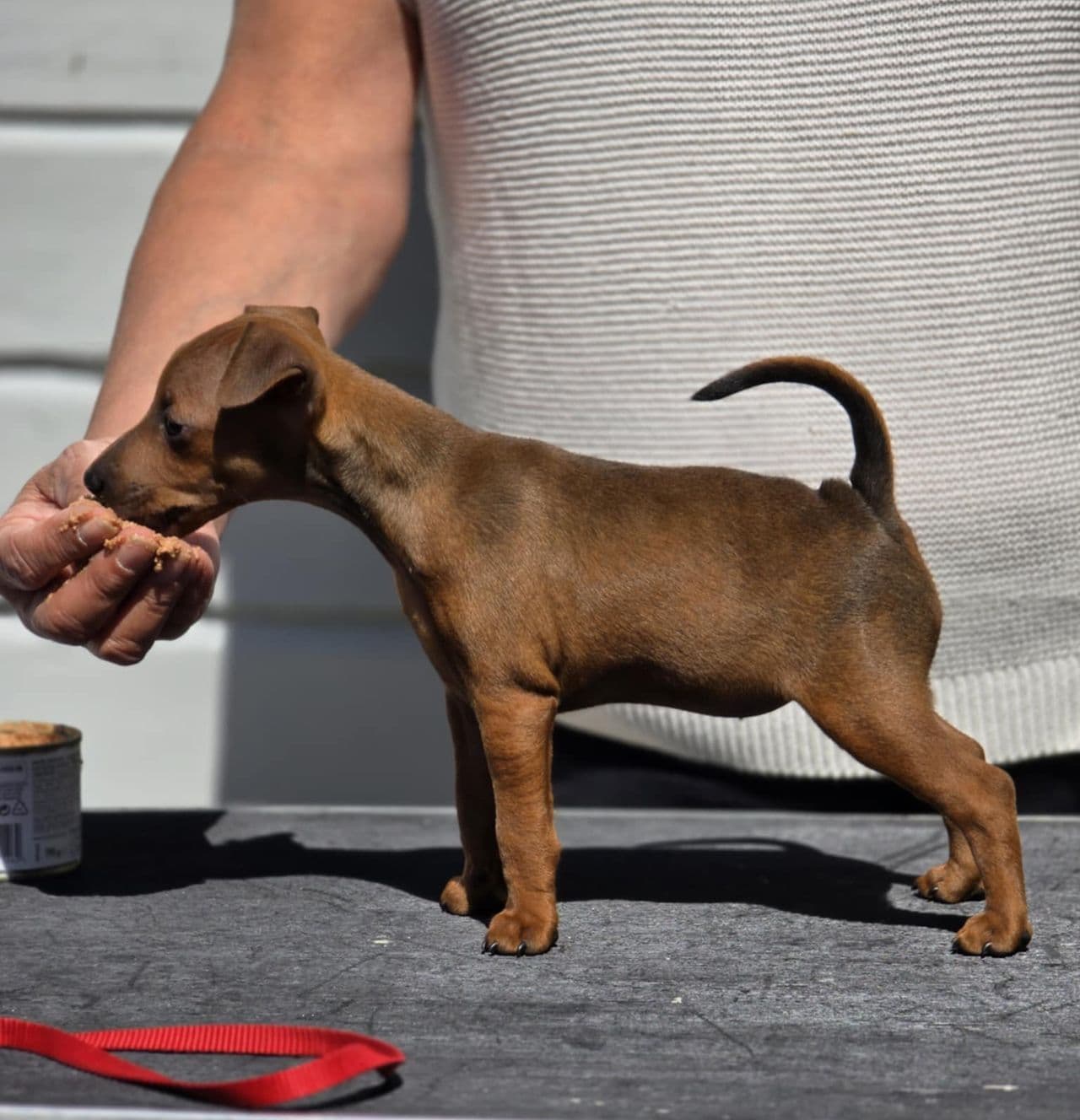 Dvergpinscher kull født