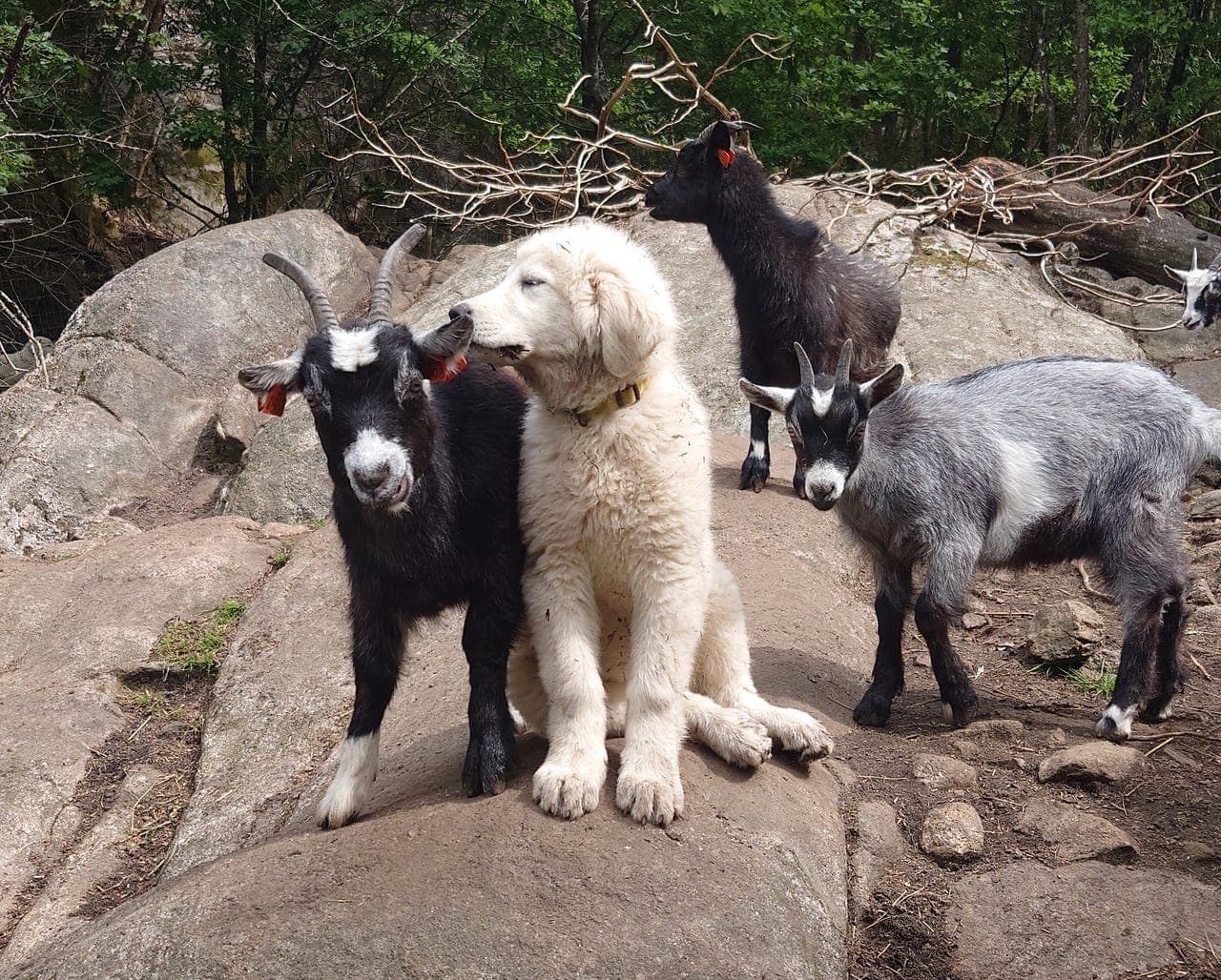 Maremma unghunder som familie-, gårds- og vokterhund.