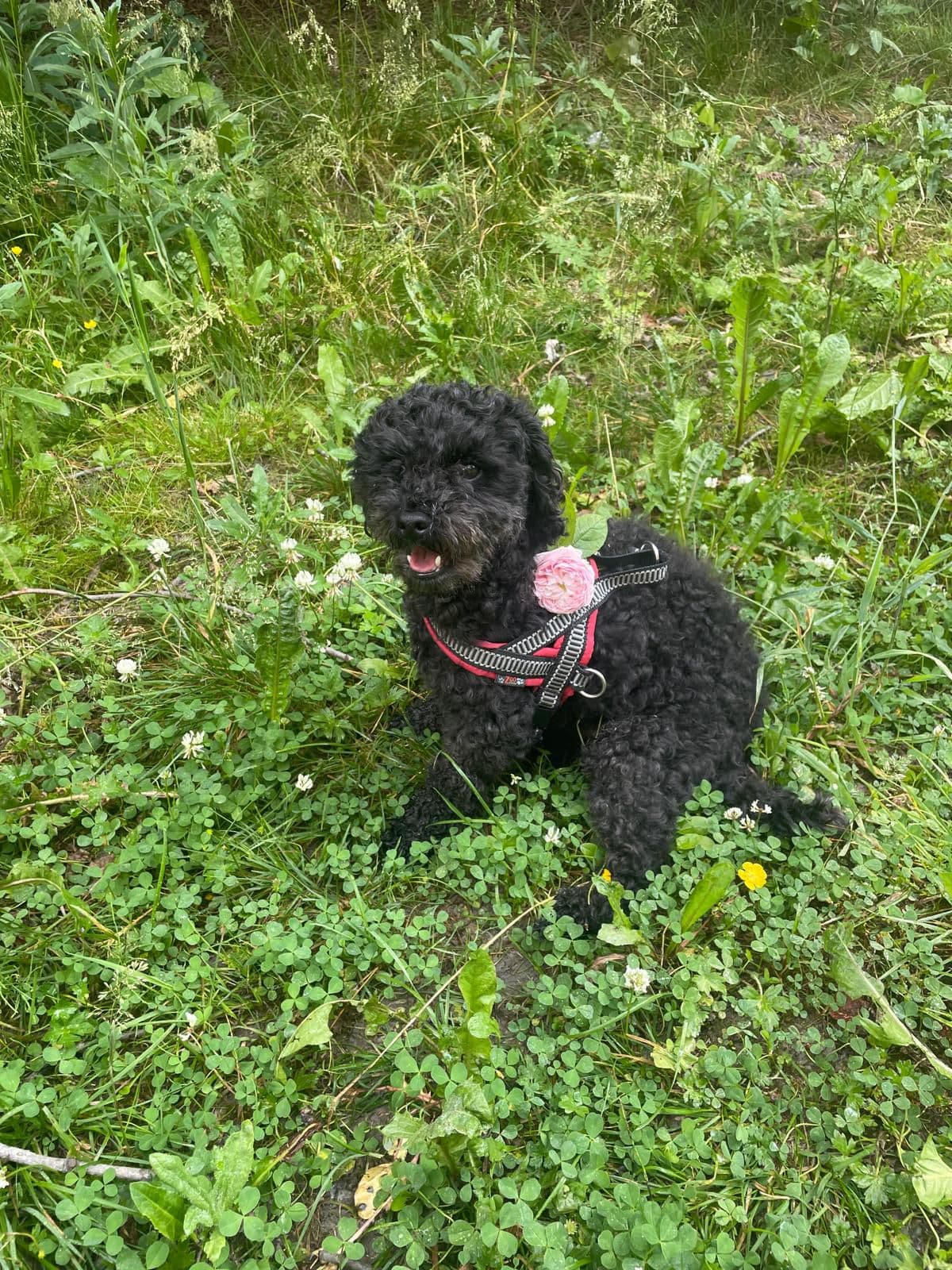 Toypuddel hannhund 3 år, omplasseres