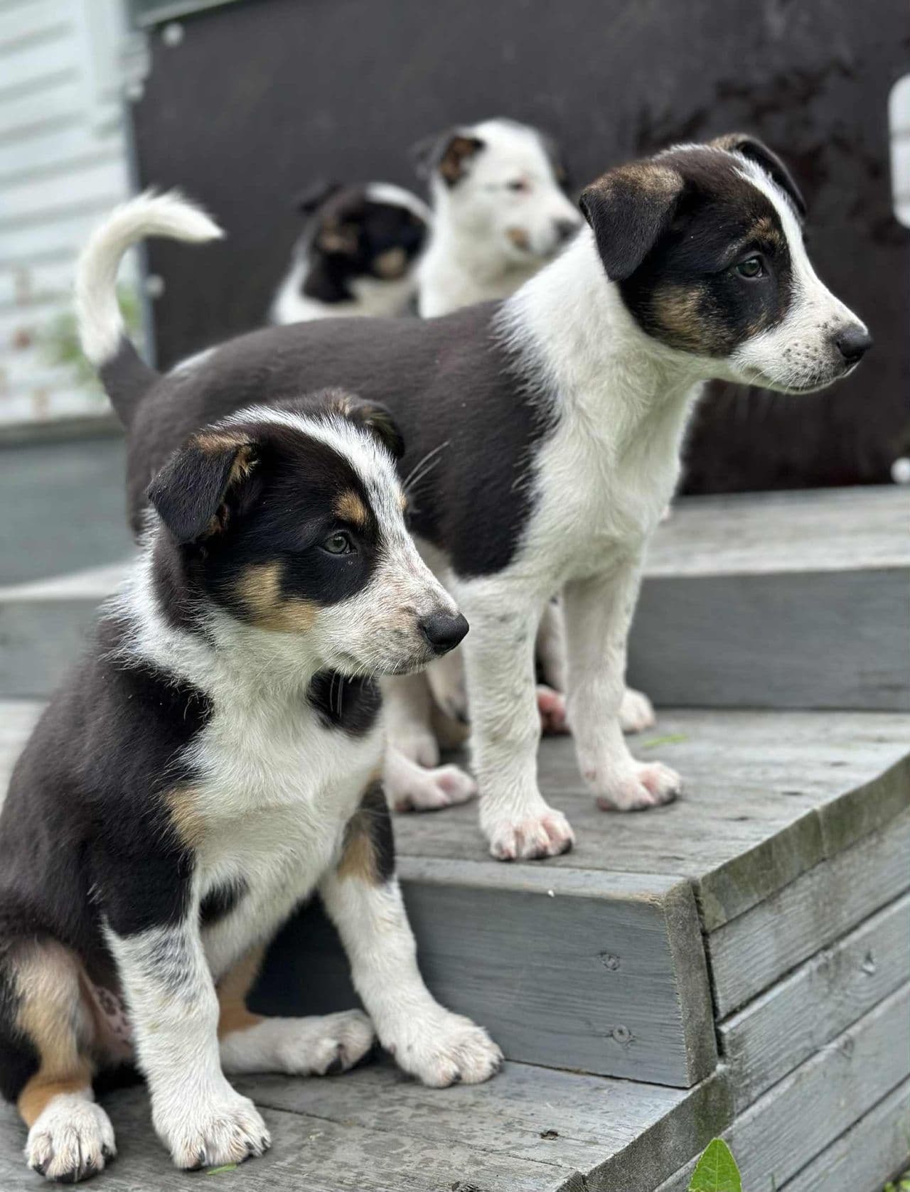 Leveringsklare Border Collie valper