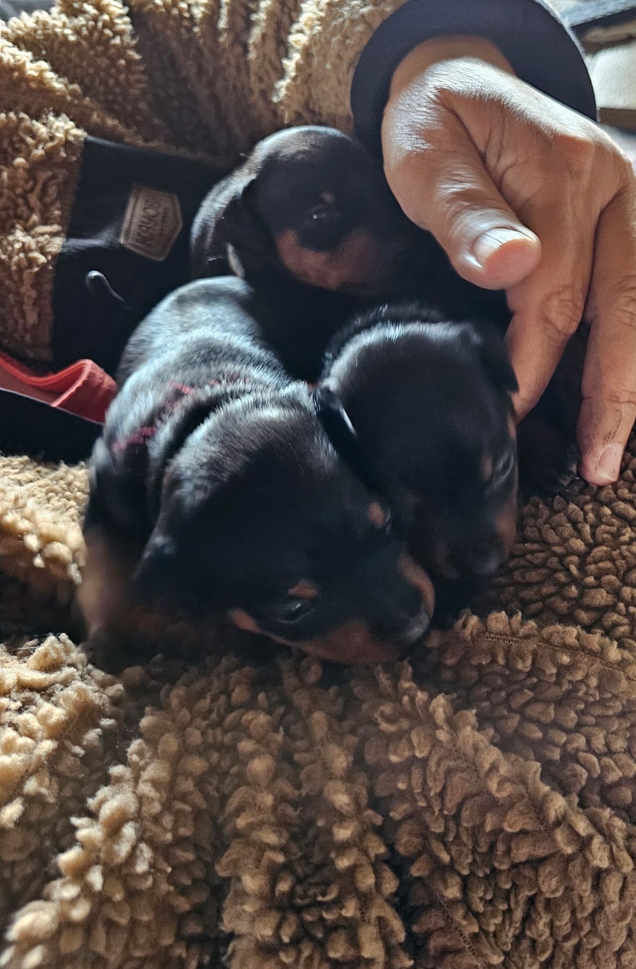 Dverg pinscher valper