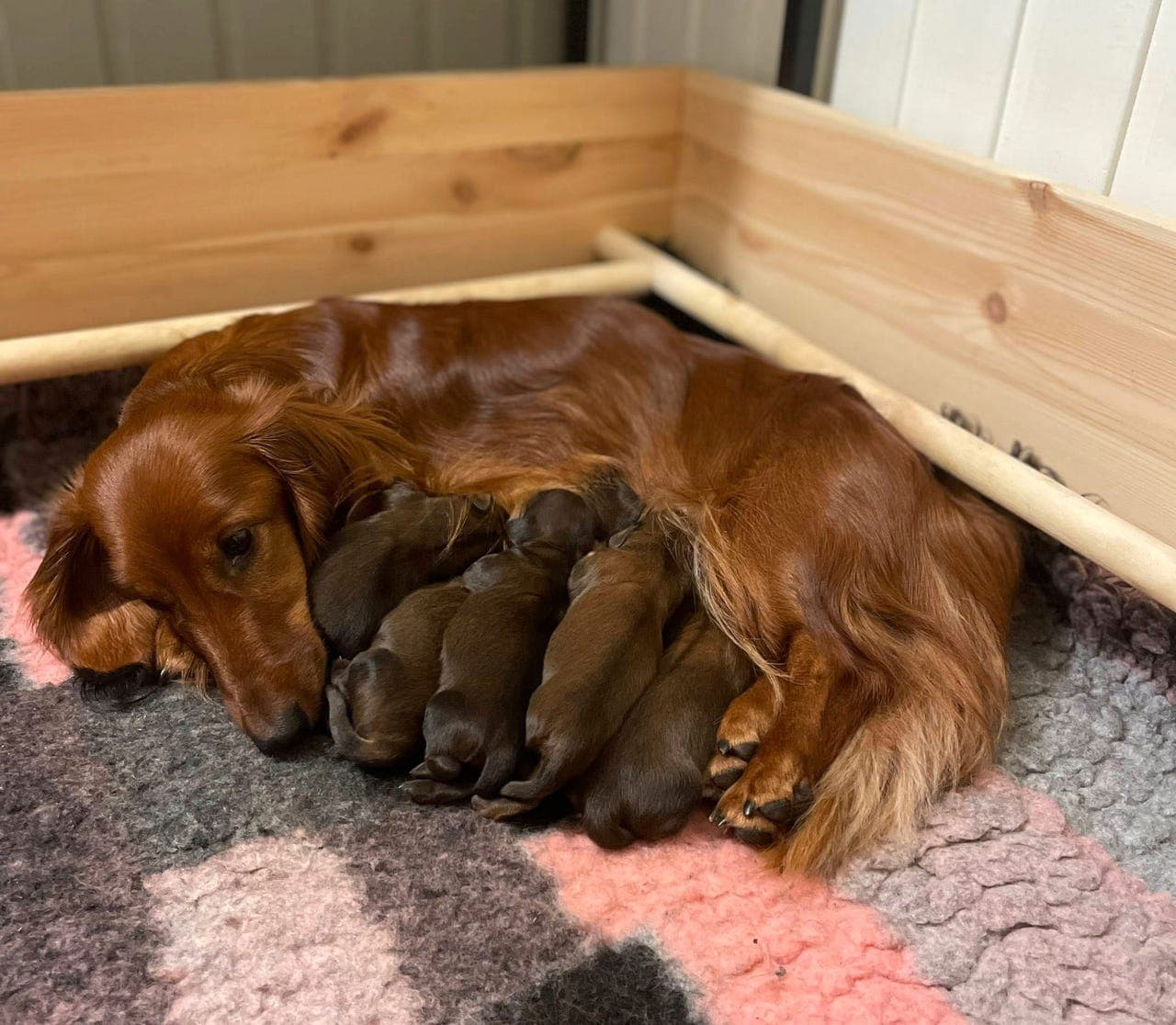 Dachshund langhåret valper