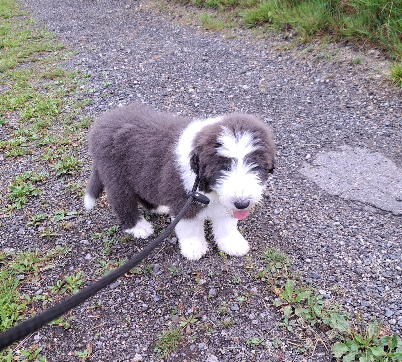 LEVERINGSKLAR BEARDED COLLIE TISPEVALP