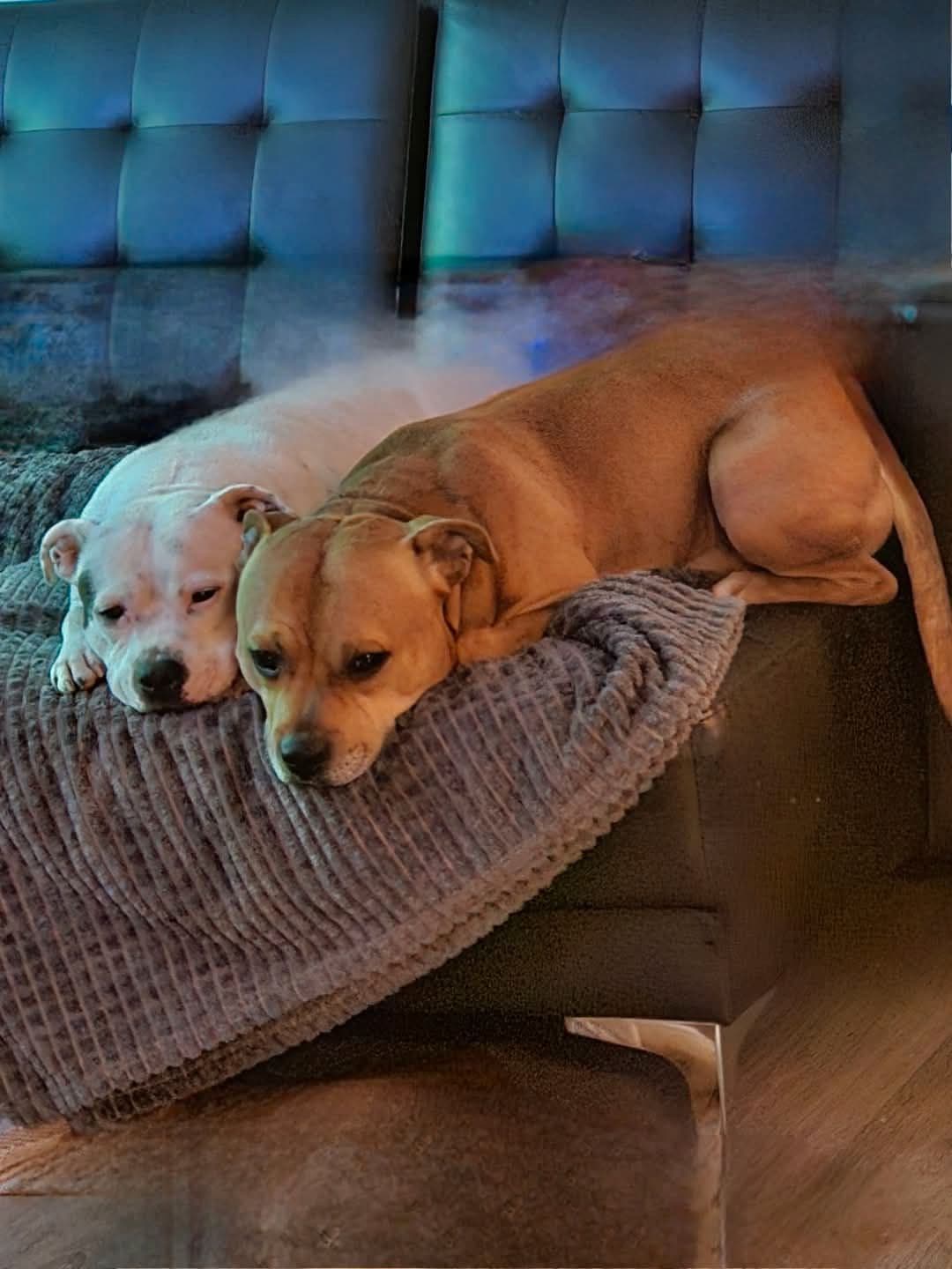 Staffordshire bullterrier valper