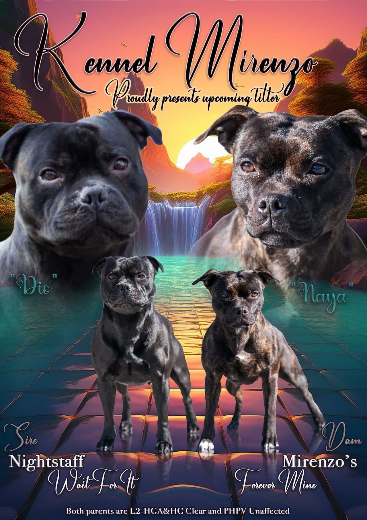 Kennel Mirenzo har staffordshire bull terrier hannvalp til salgs