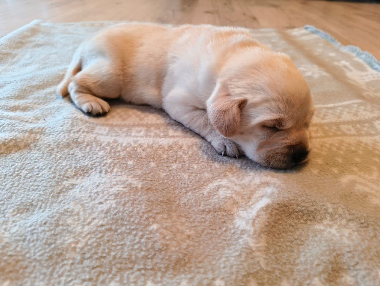 Nydelig labrador tispe