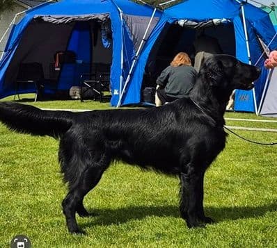 Flatcoated Retriever valper ventes ca 9 august