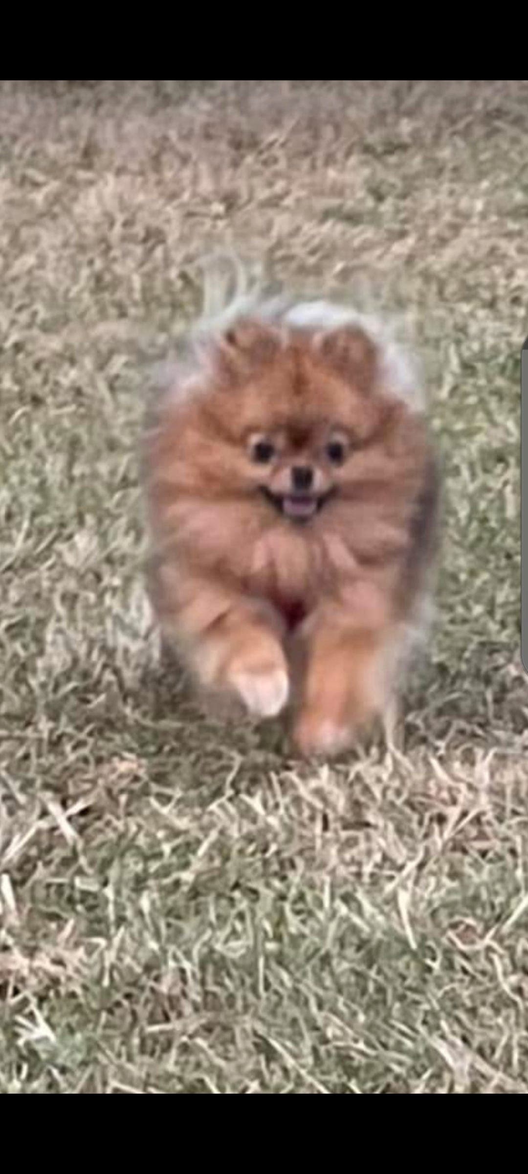 Pomeranian tispe