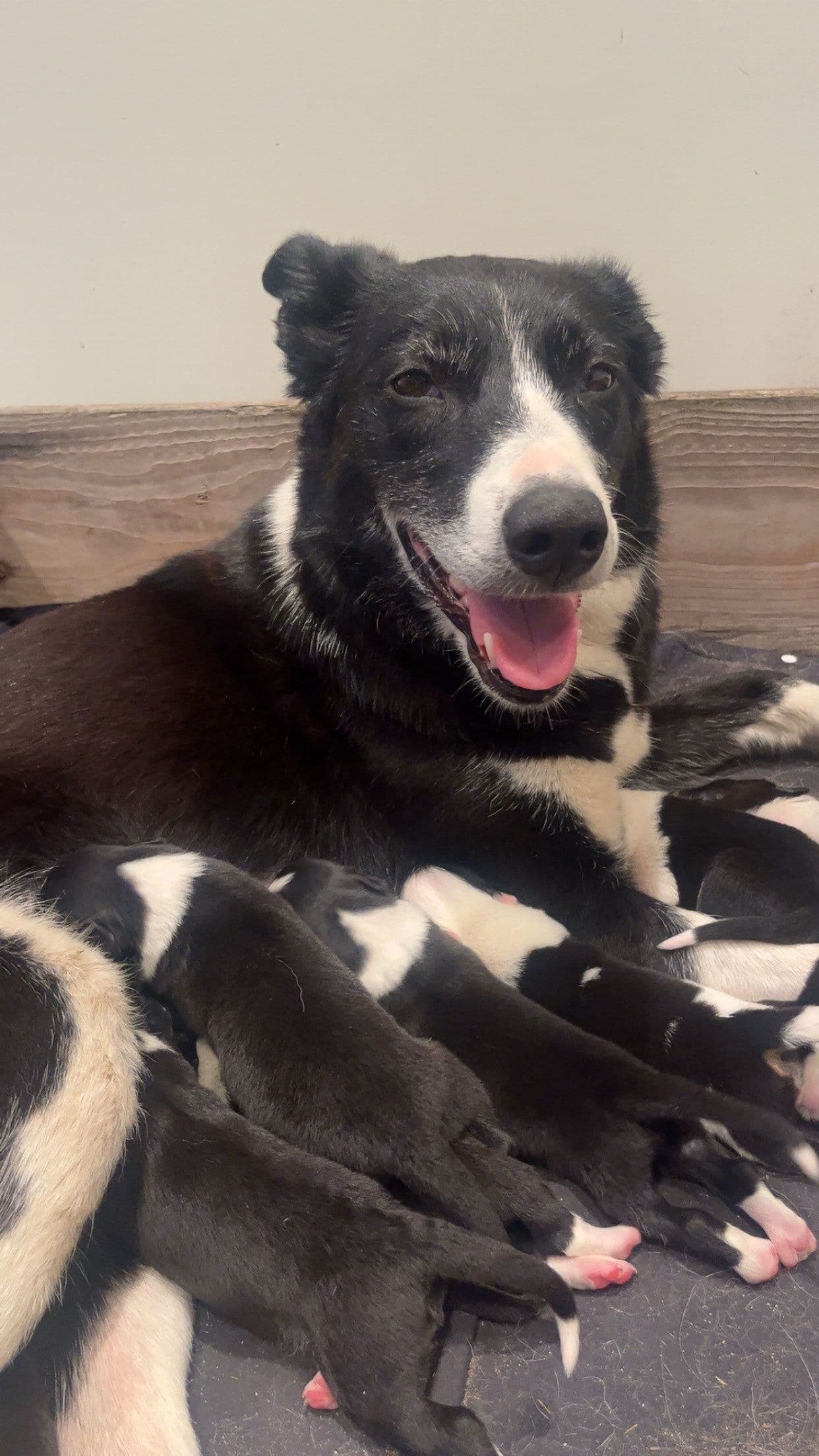 Border collie valper til salgs!