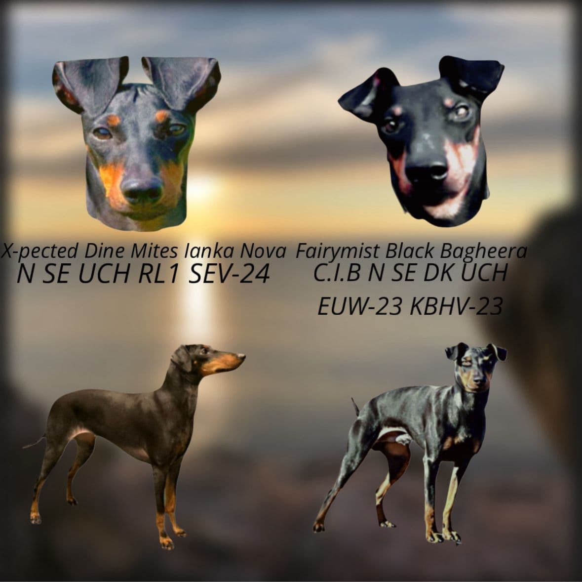 Manchester terrier valper