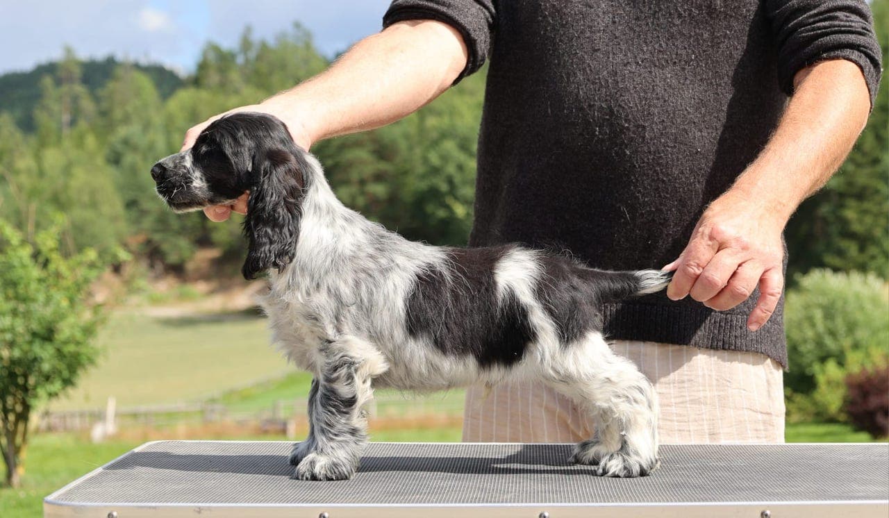 Cocker Spaniel valper