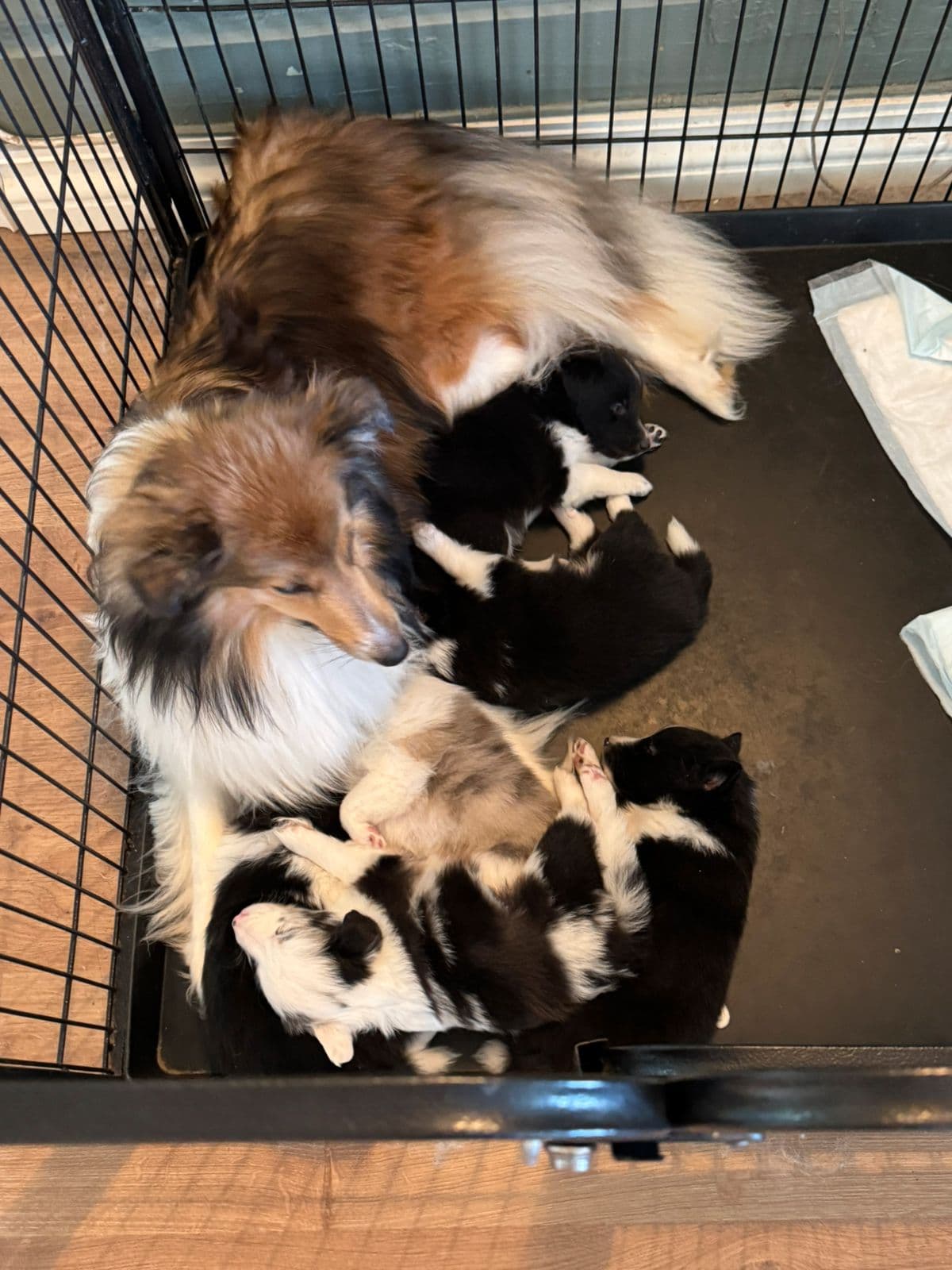 Shetland sheepdog valper selges