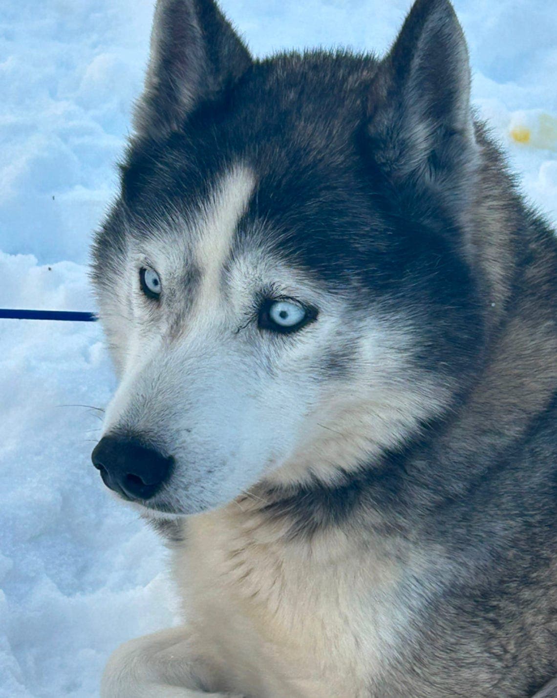 Siberian Husky valp selges