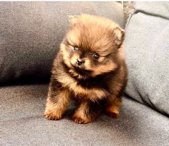 Pomeranian tispe valp med   stamtavle