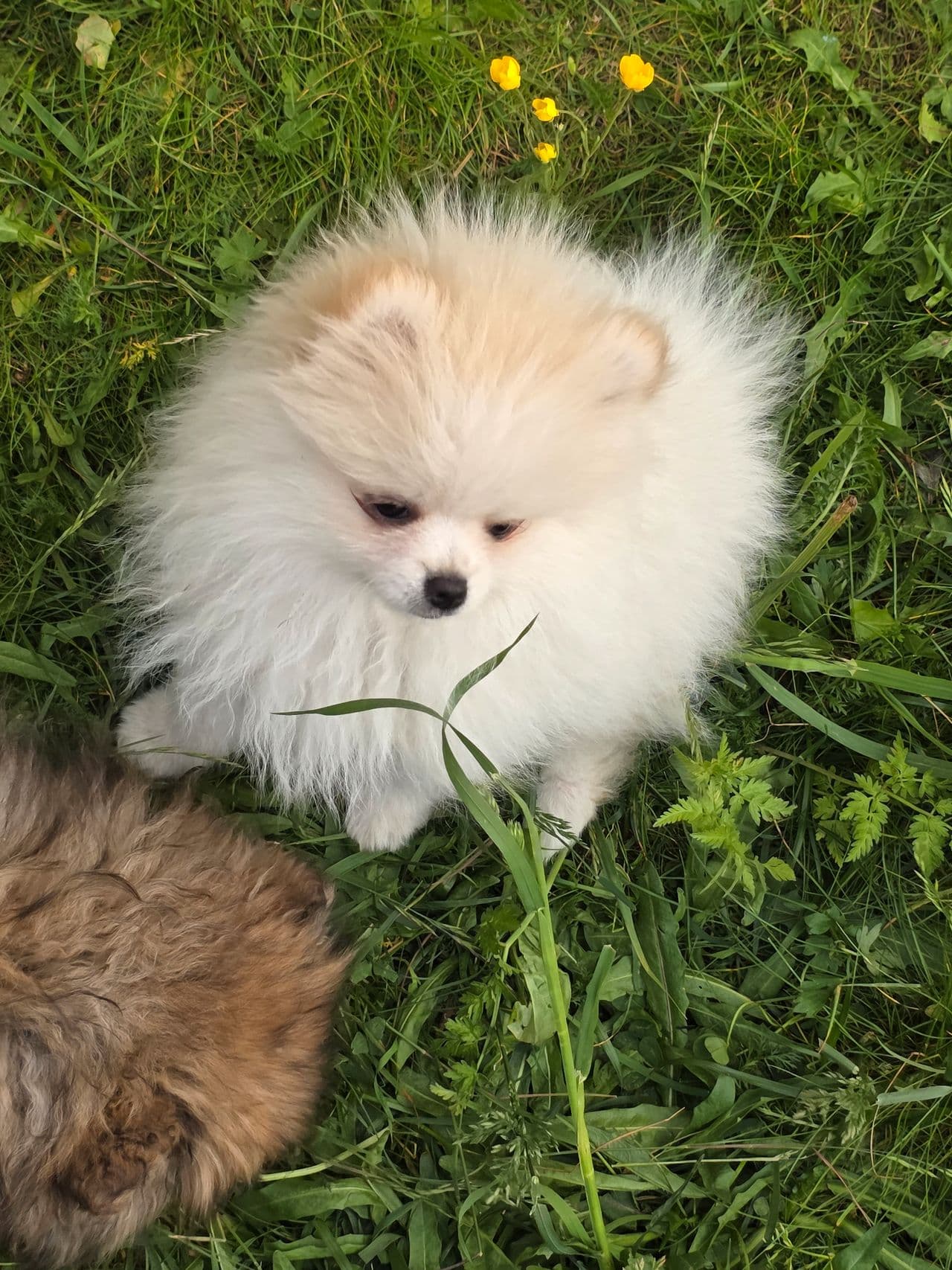 Pomeranian  valper