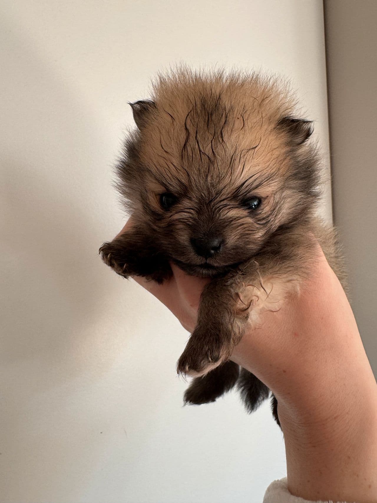 Pomeranian Hanne