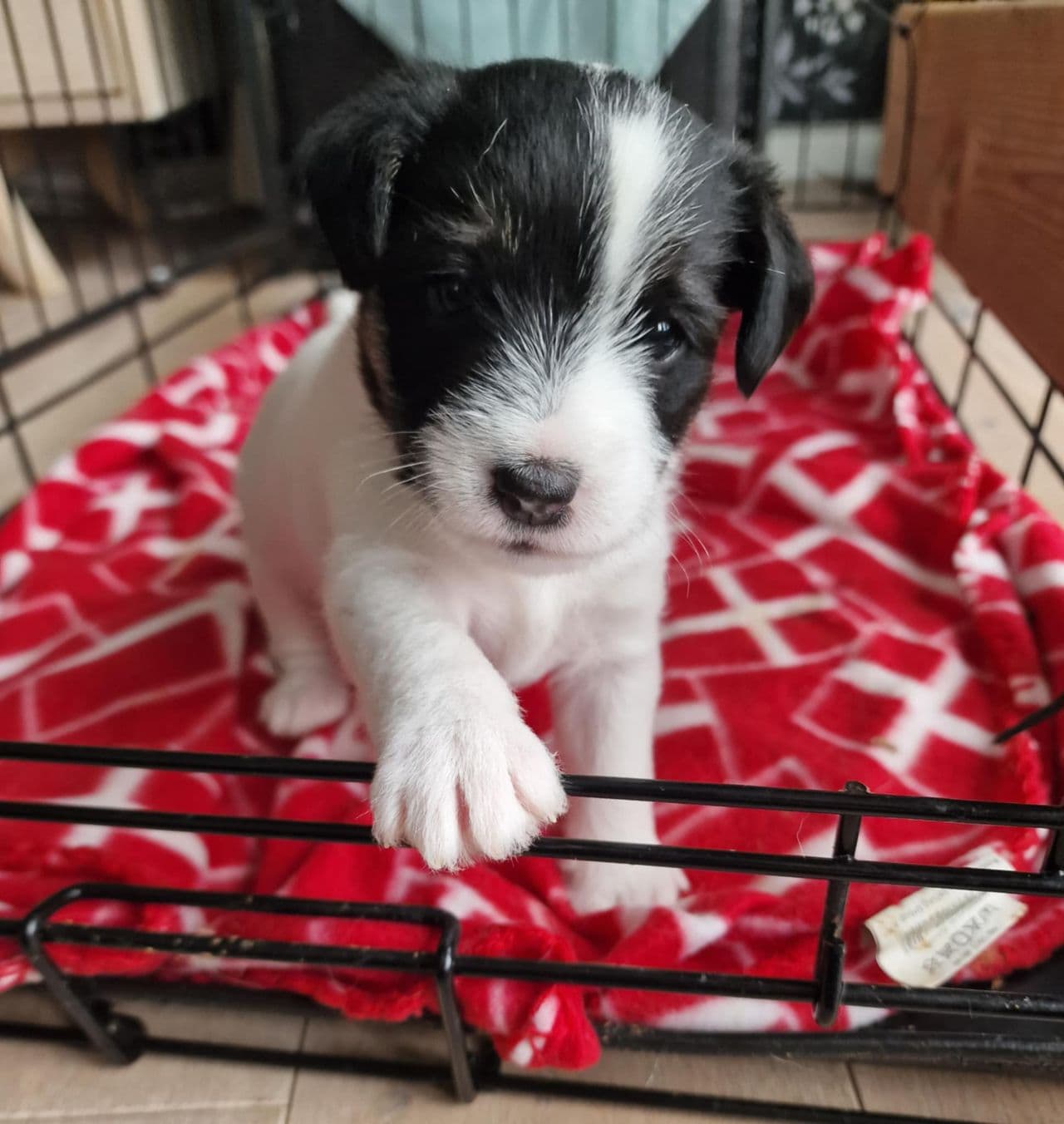 To leveringsklare Parson Russel Terrier guttevalper