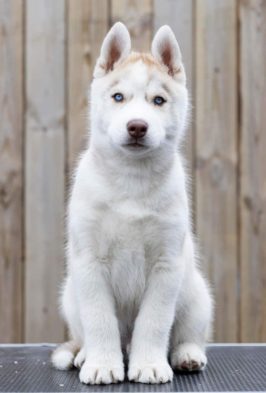 NKK reg Siberian Husky valper