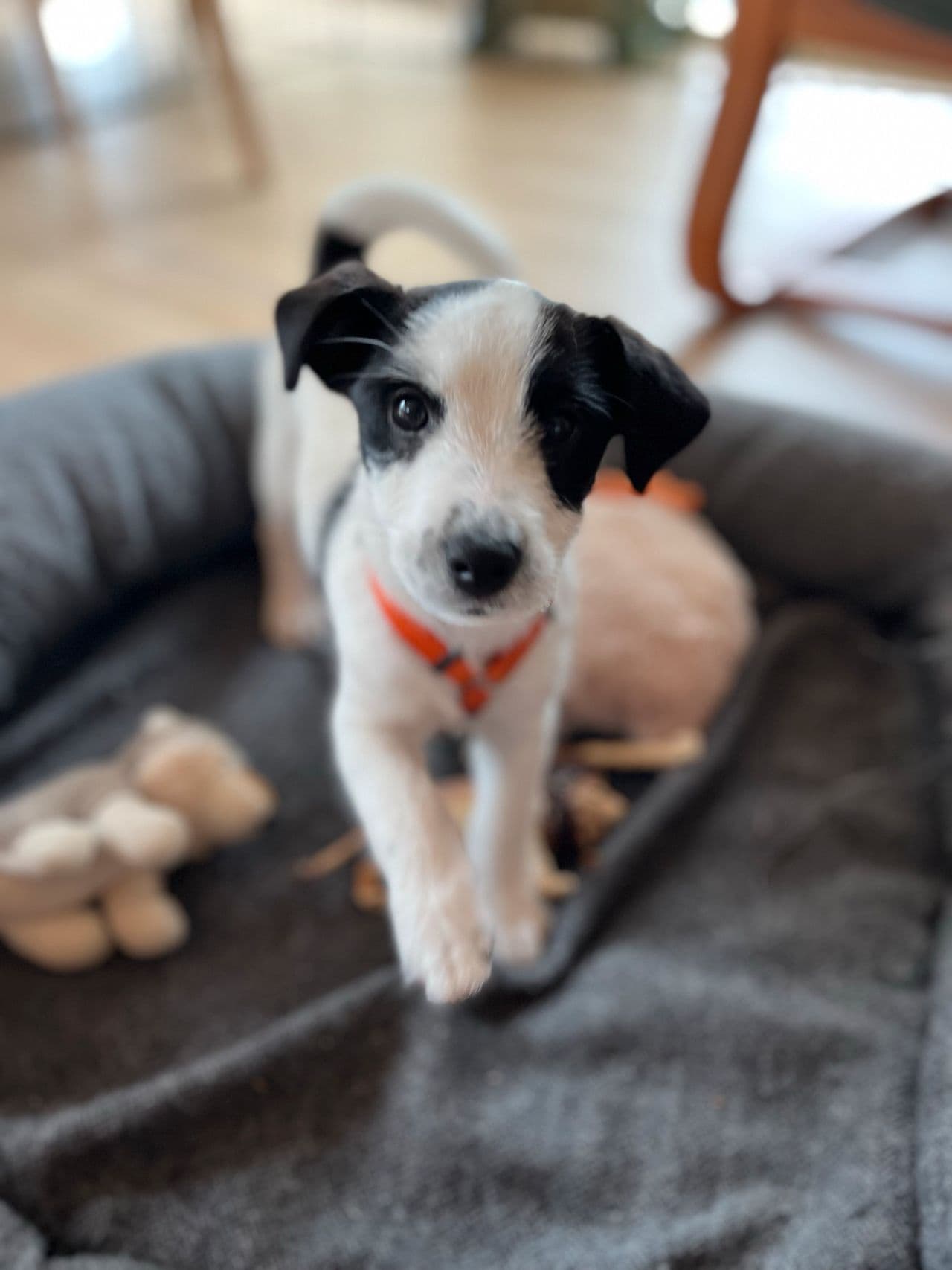 Finfin Jack Russell-gutt søker et trivelig hjem