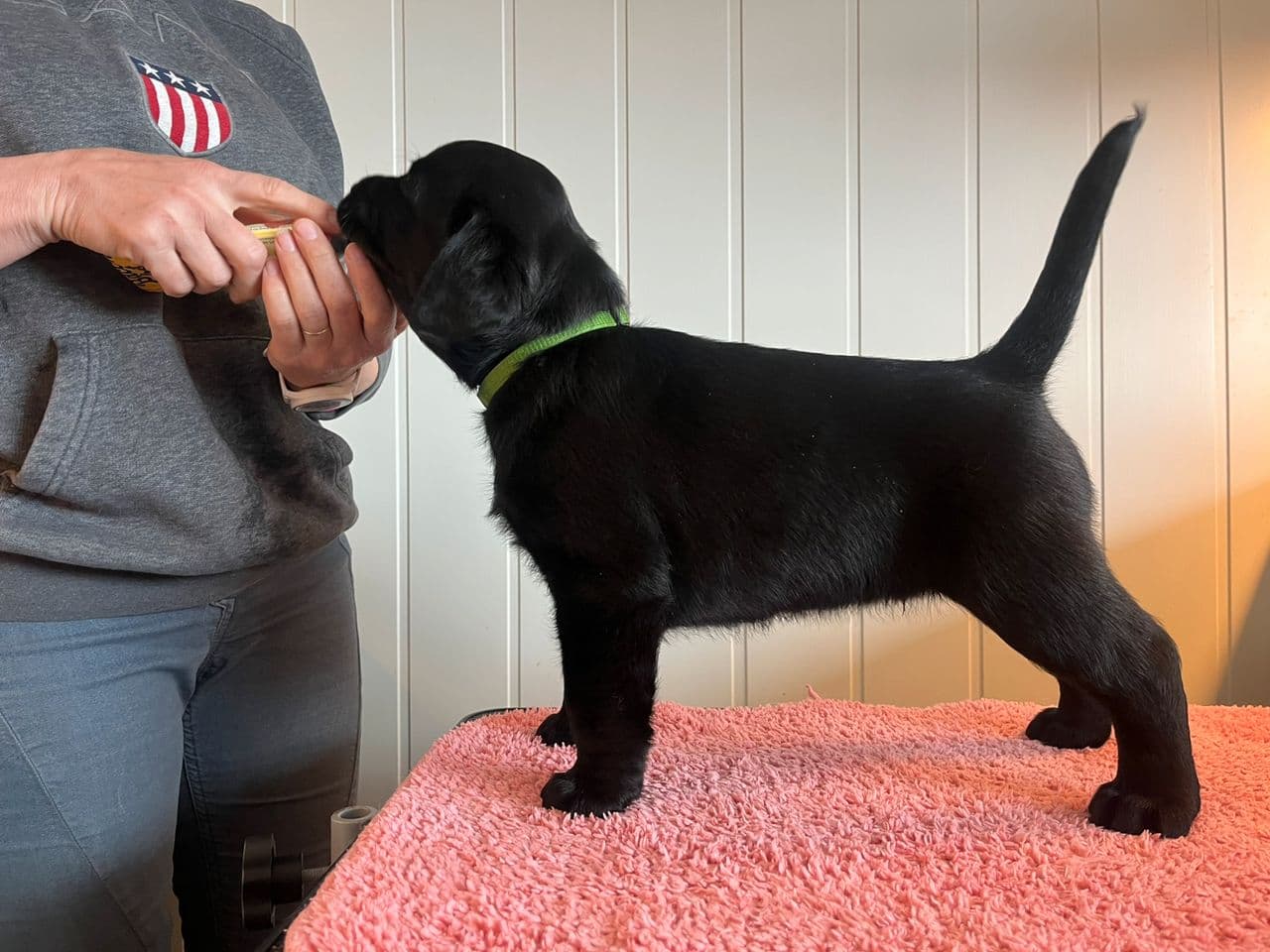 Nydelige labrador hannvalper - med mulighet for levering på Gardermoen
