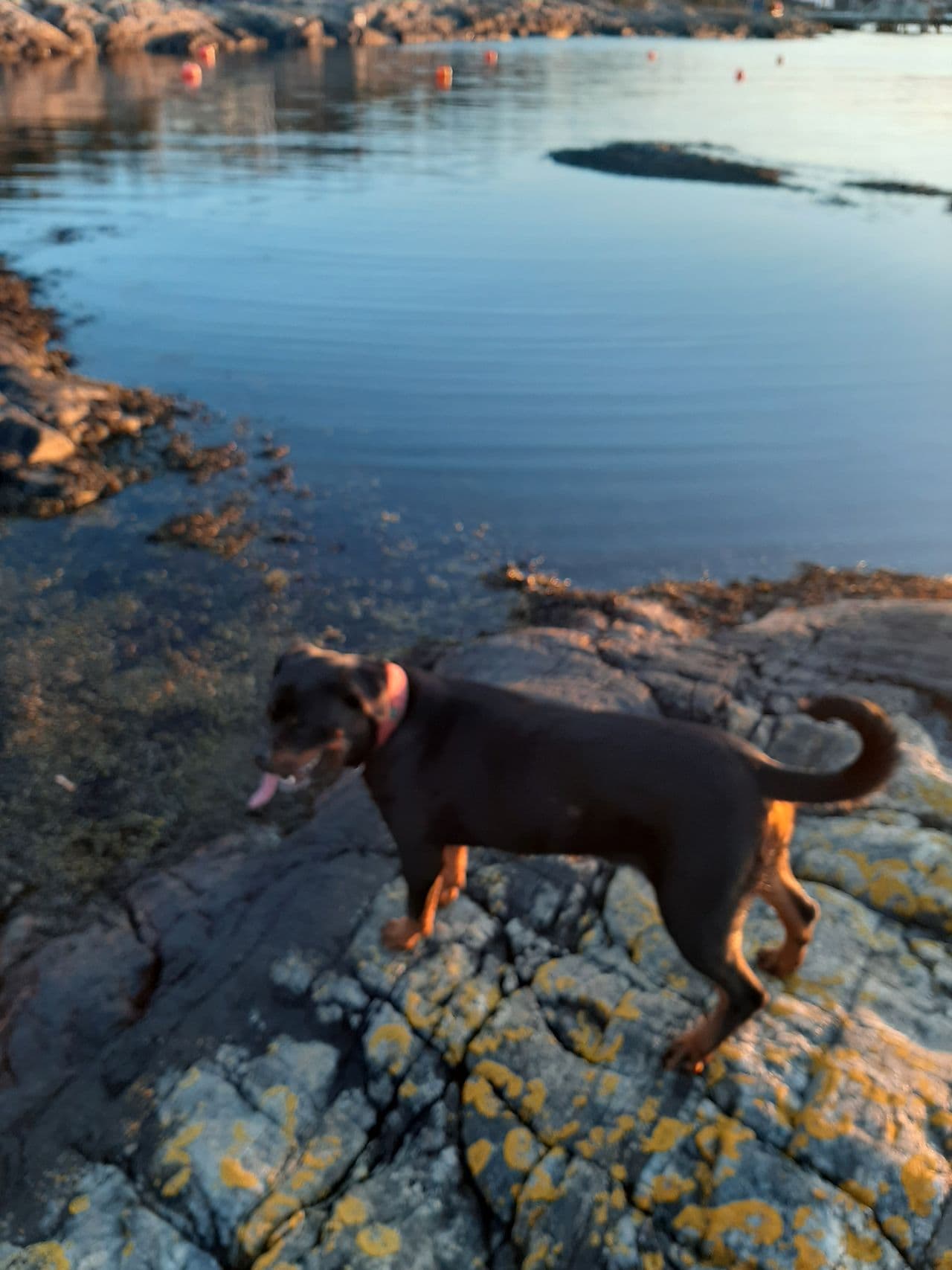 Rottweiler tispe til salgs.