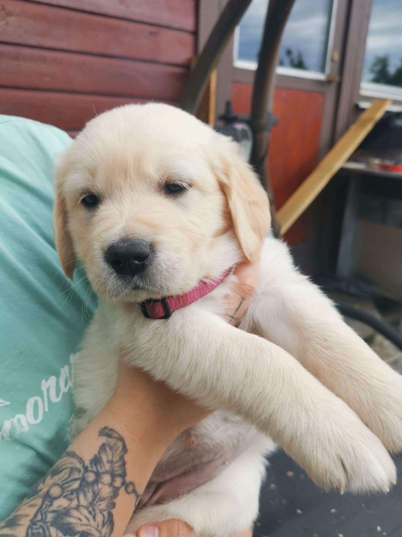 3 nydelige Golden Retriever hann valper selges - se video på YouTube