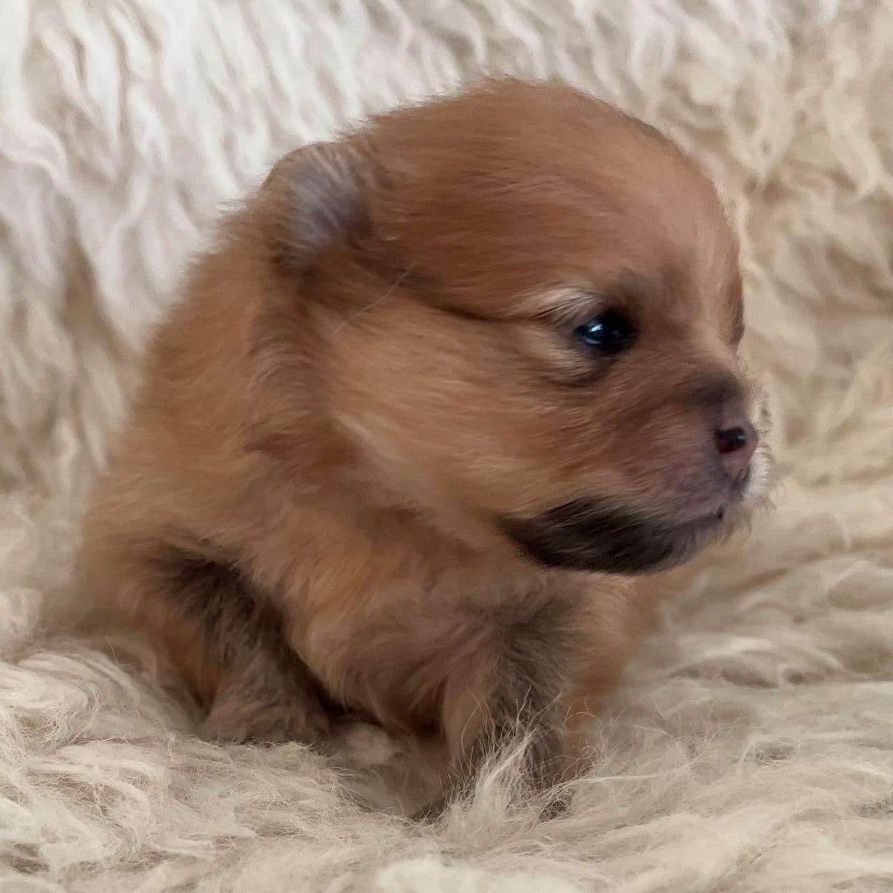 Pomeranian hannvalp - NKK registrert/stamtavle