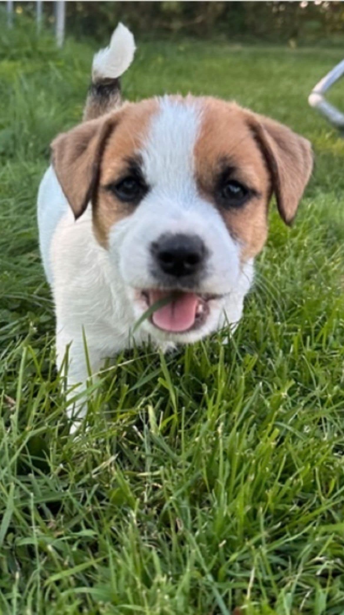Flotte NKK reg Jack Russell Terrier valper