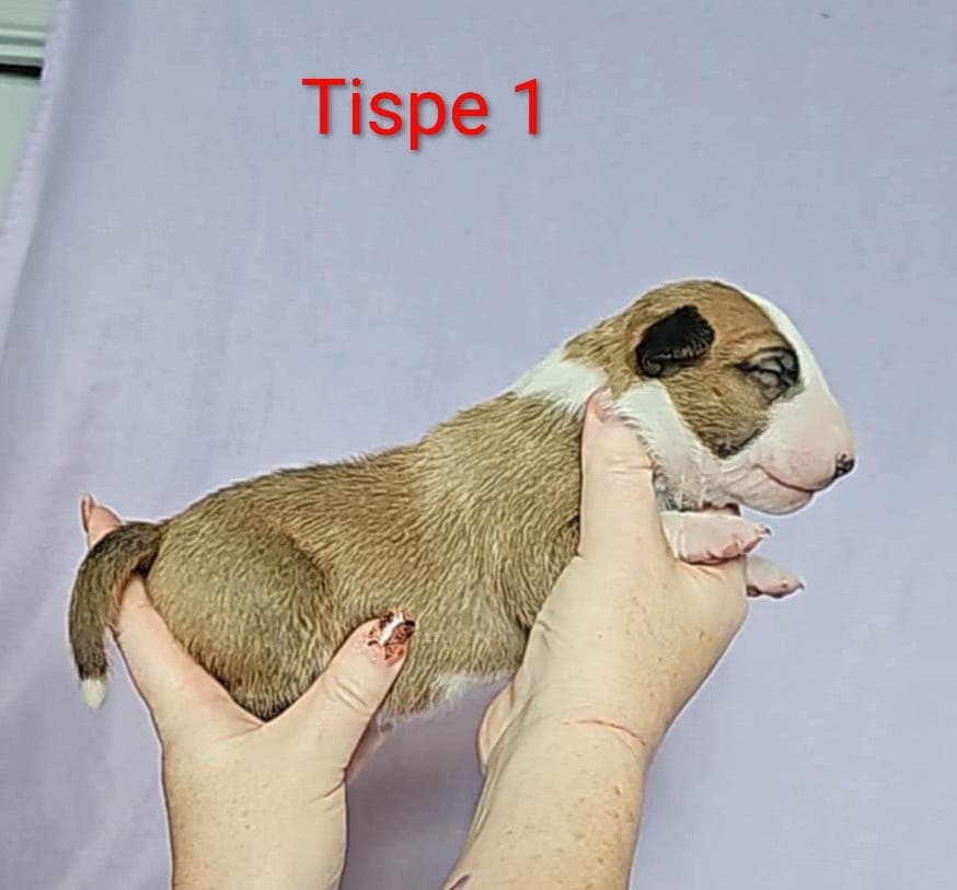 Bullterrier valper til salgs