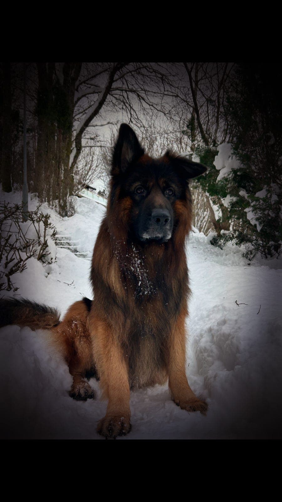 Smart, tålmodig og lærevillig schæfer vurderes omplassert.