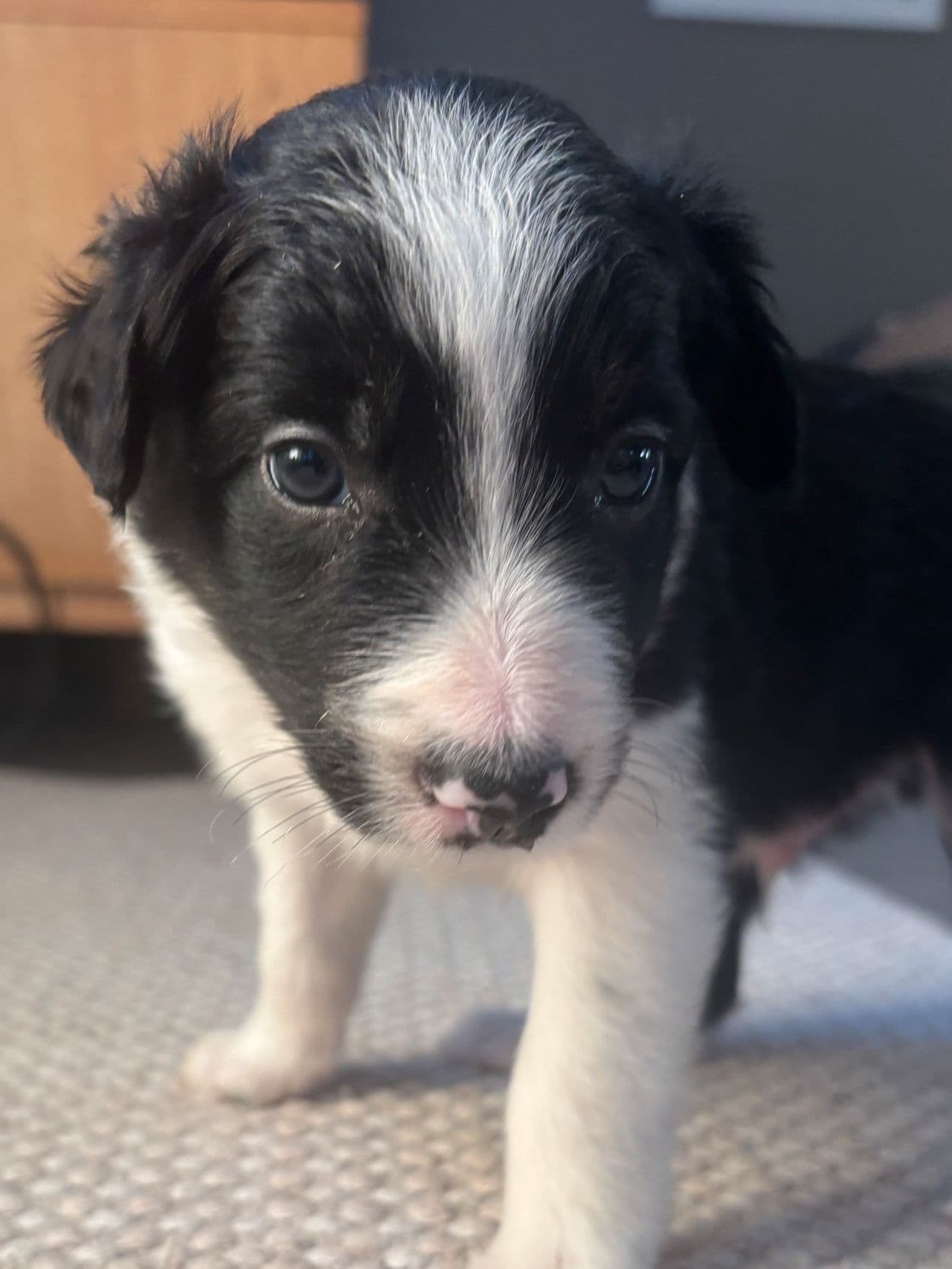 Border collie valper