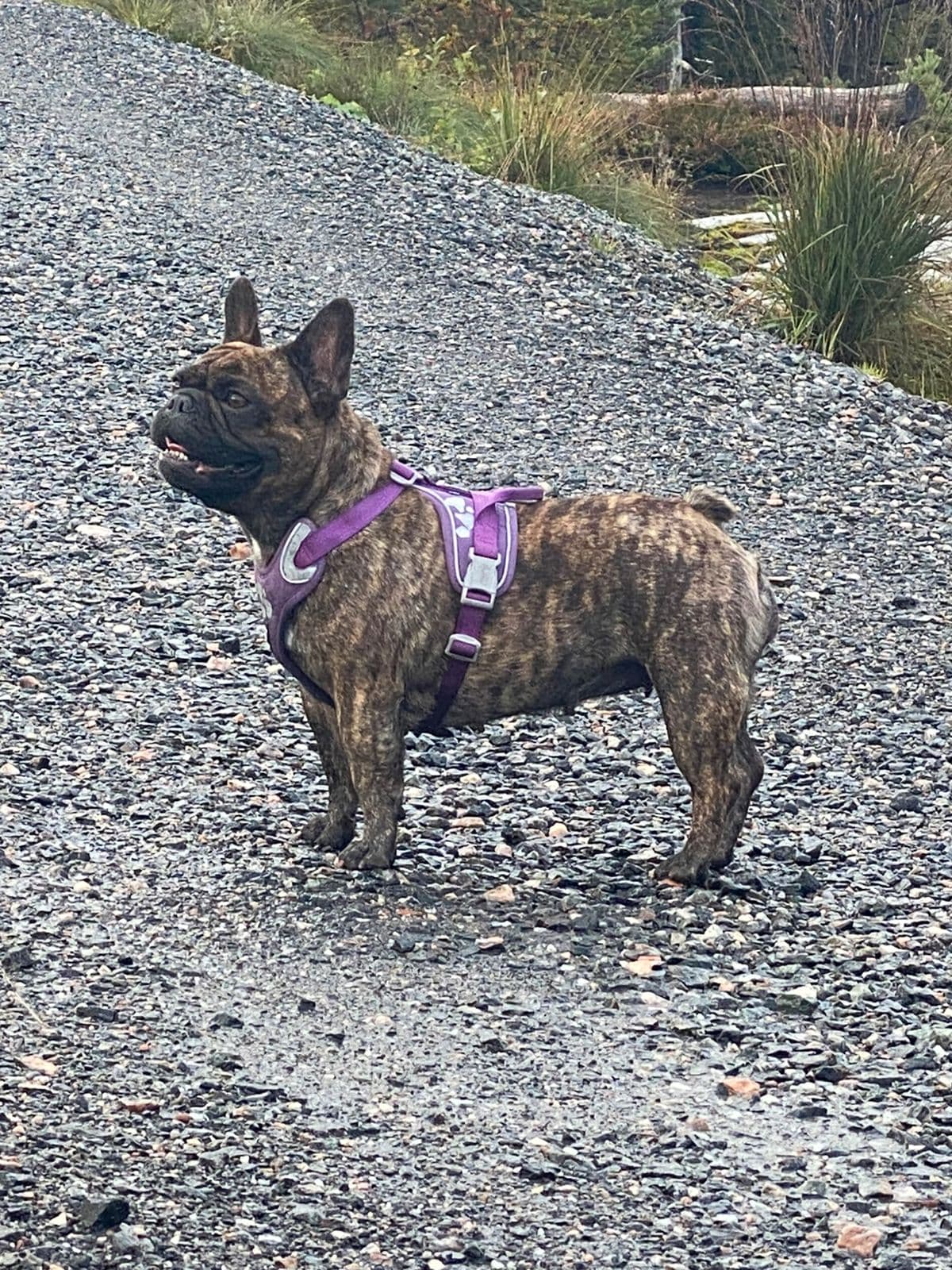 Fransk bulldog vurderes solgt