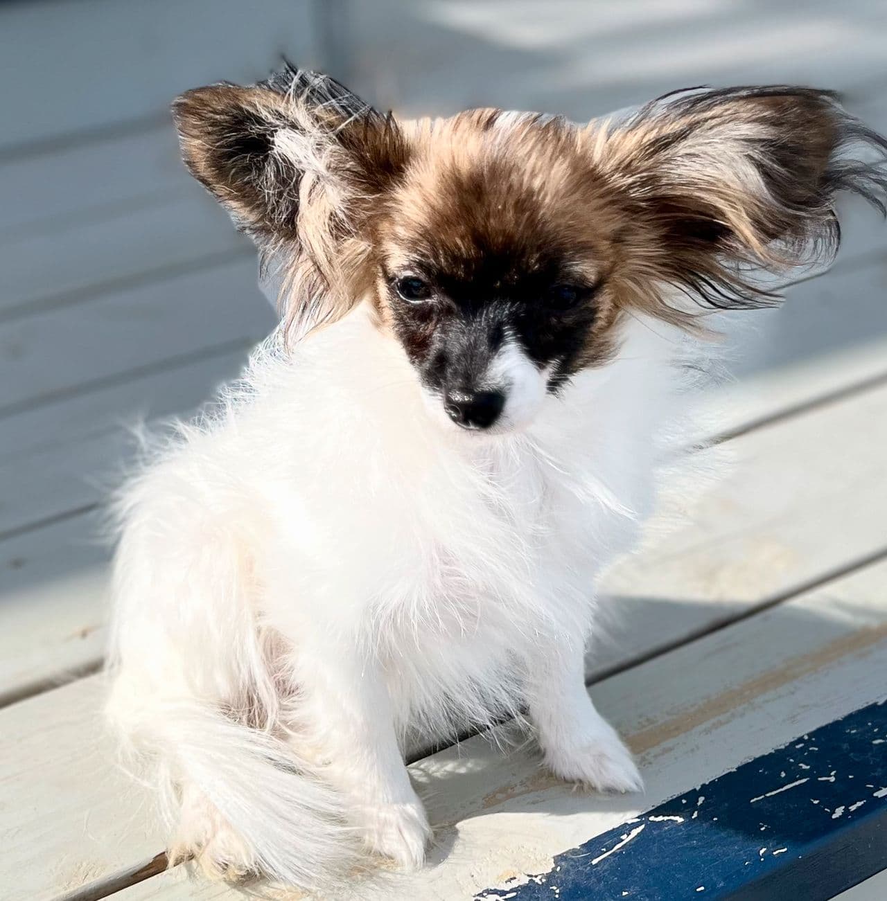 Papillon jenta . Leveringsklar