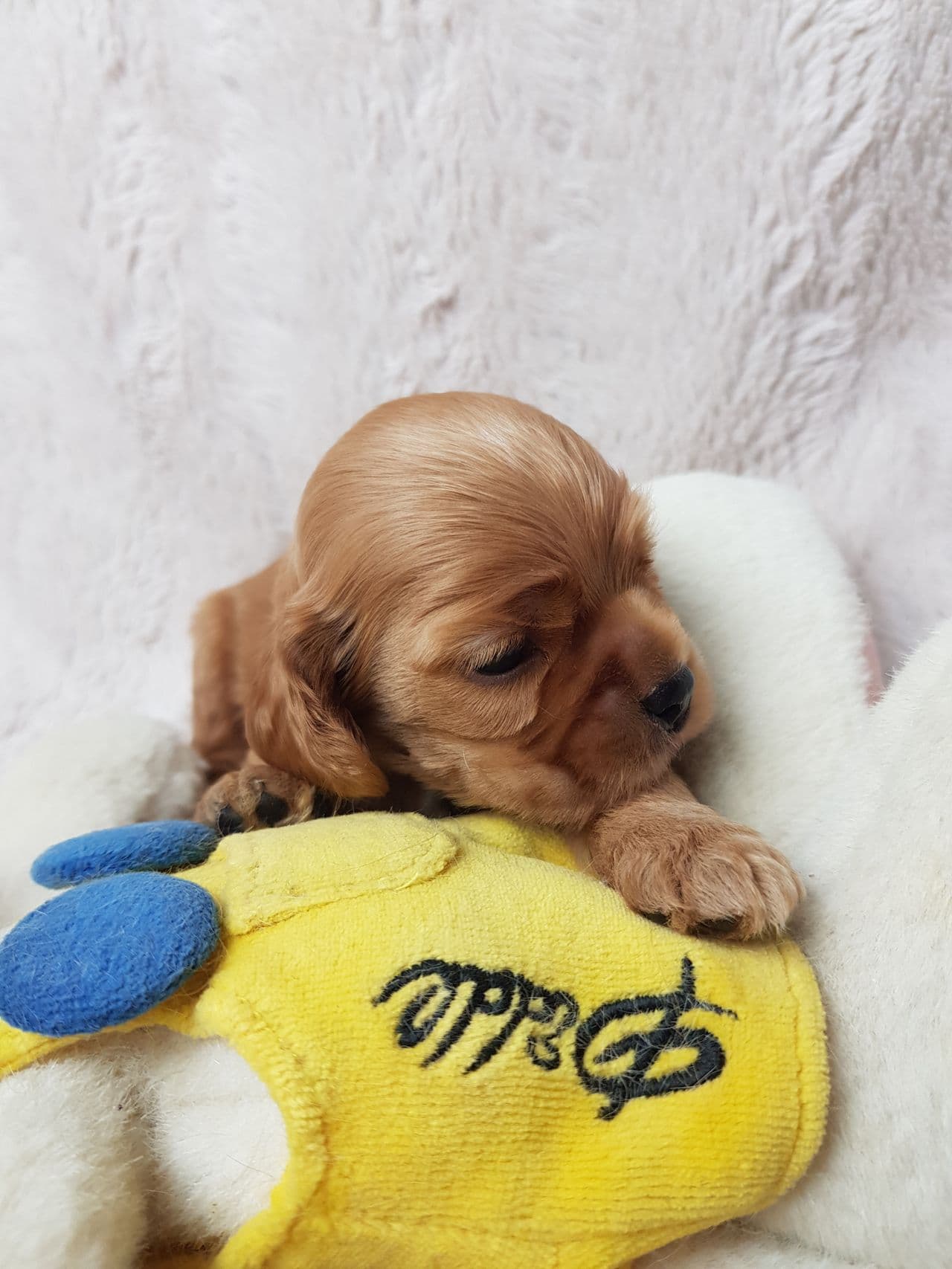 Amerikansk cocker spaniel valper.