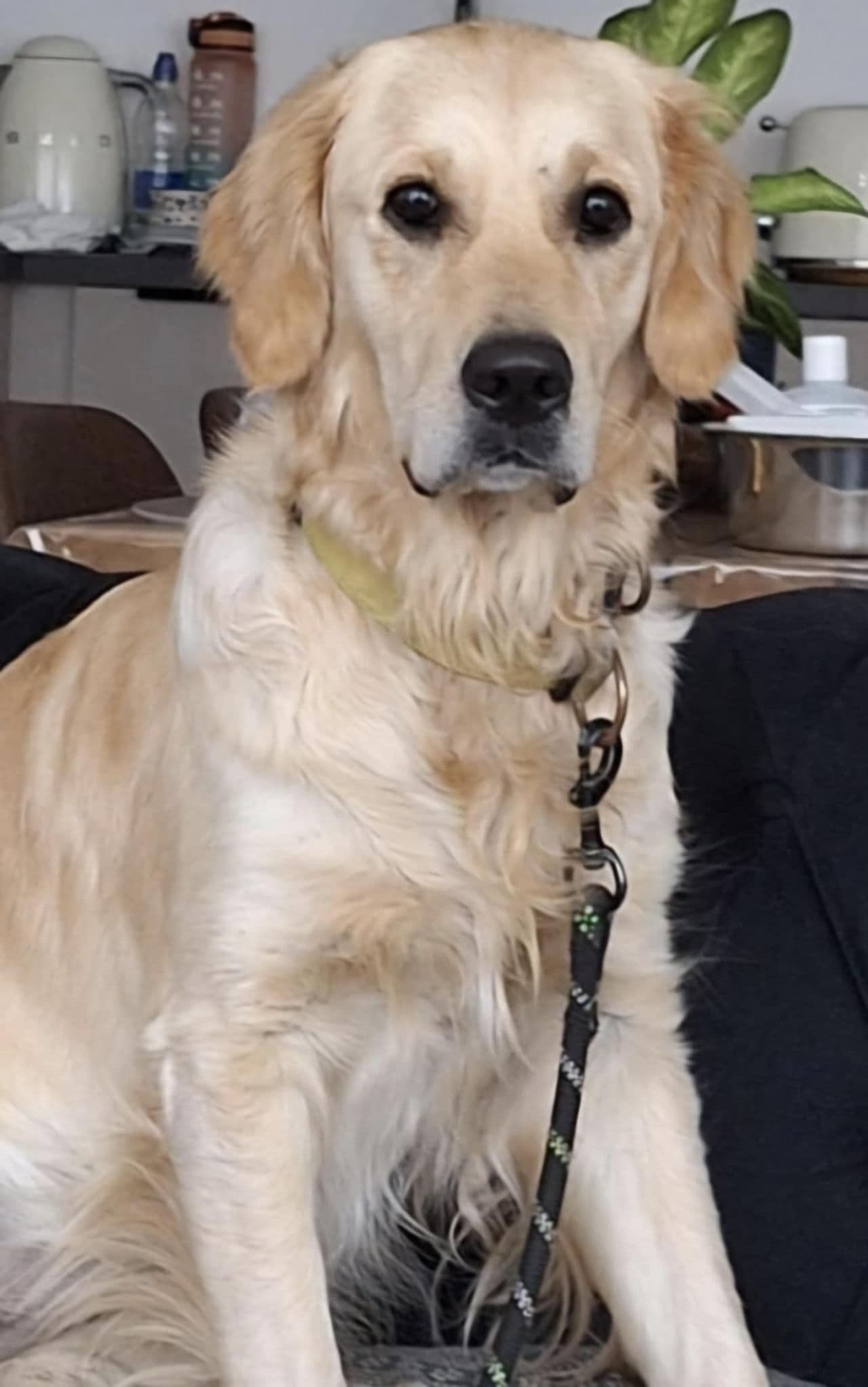 Golden Retrivers må omplasseres