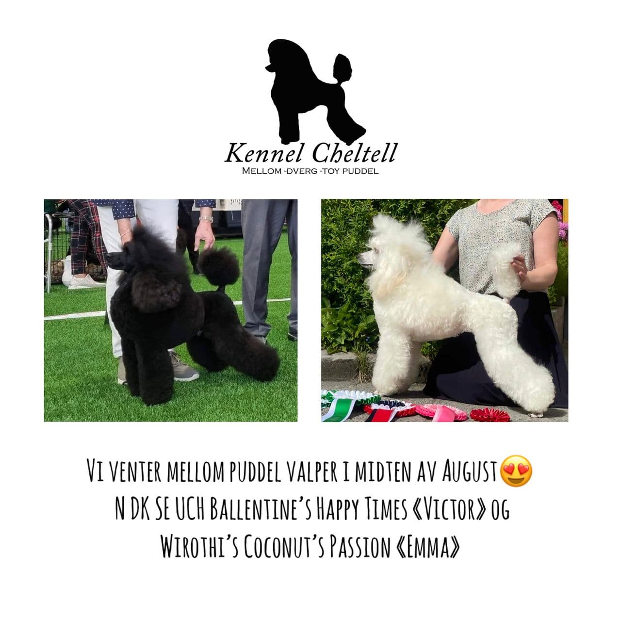 Mellompuddel valper ventes i midten av August