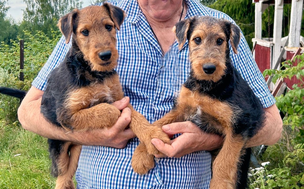 Leveringsklare airedale terrier-valper fra Rabben kennel