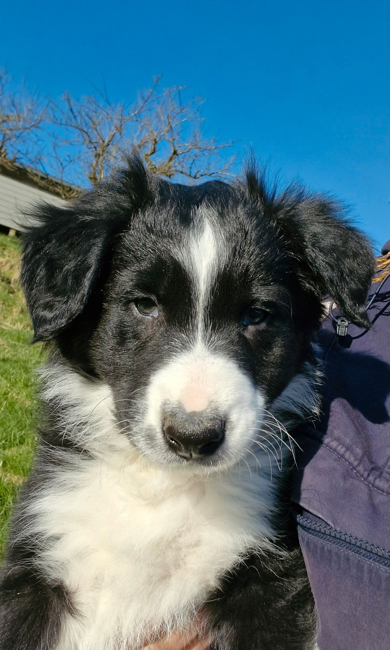 Border Collie valper