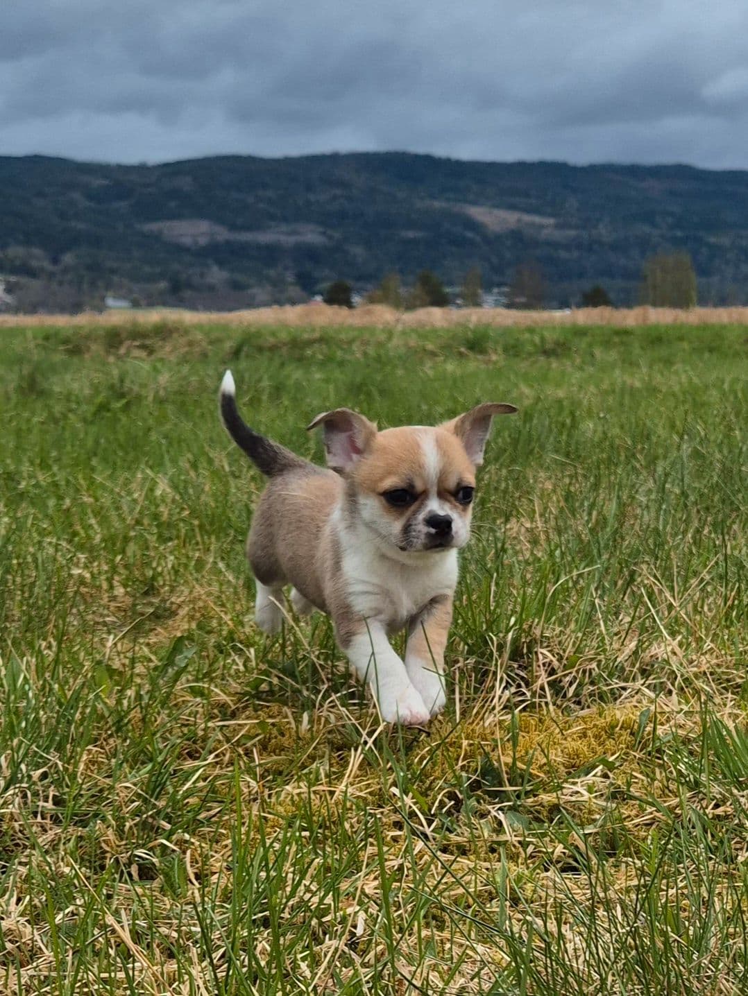 Chihuahua hann med Stamtavle