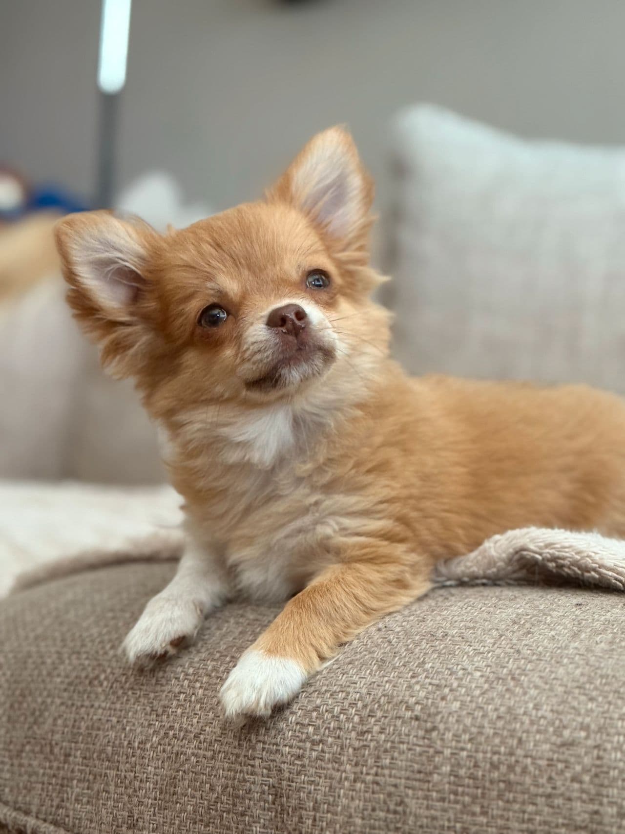 Langhåret Chihuahua Gutte Valper