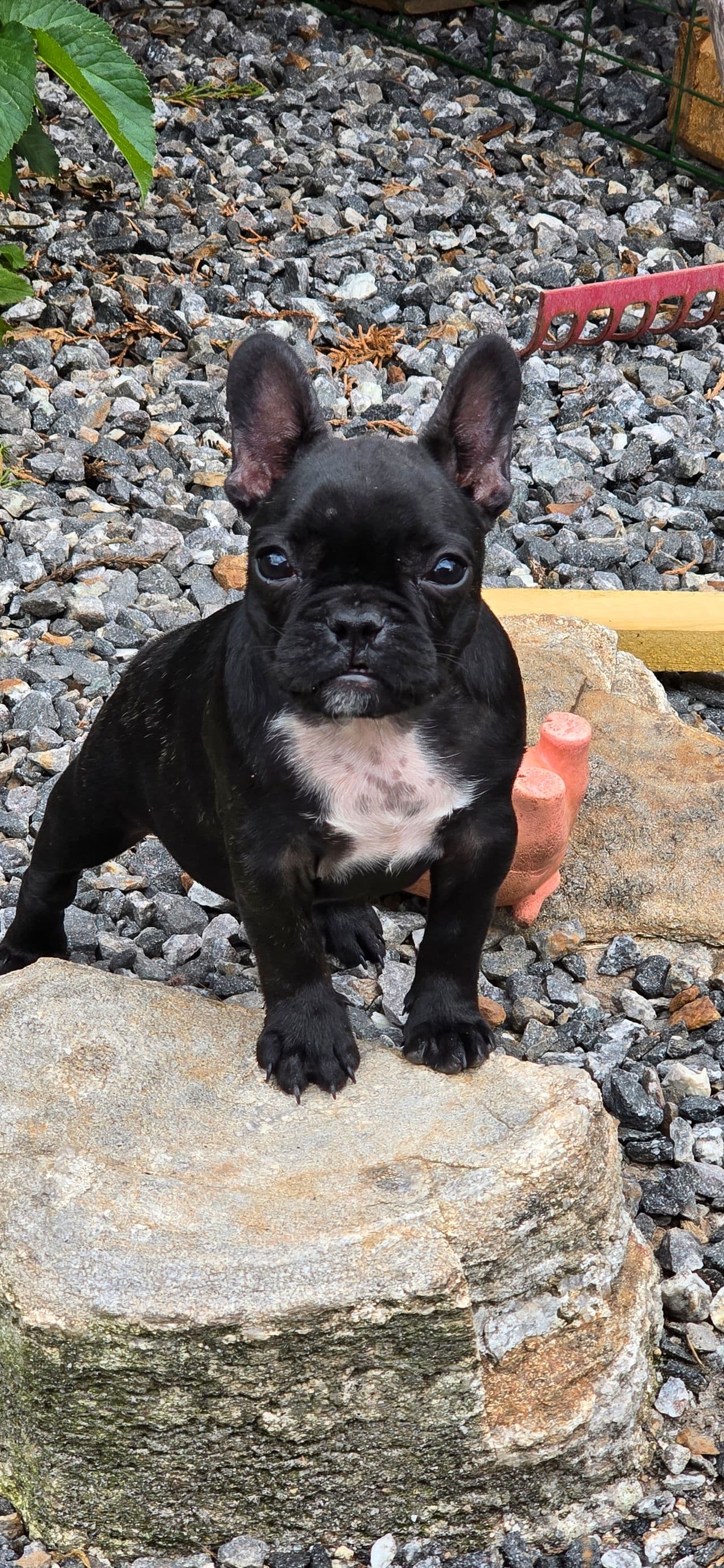 Fransk bulldog jente