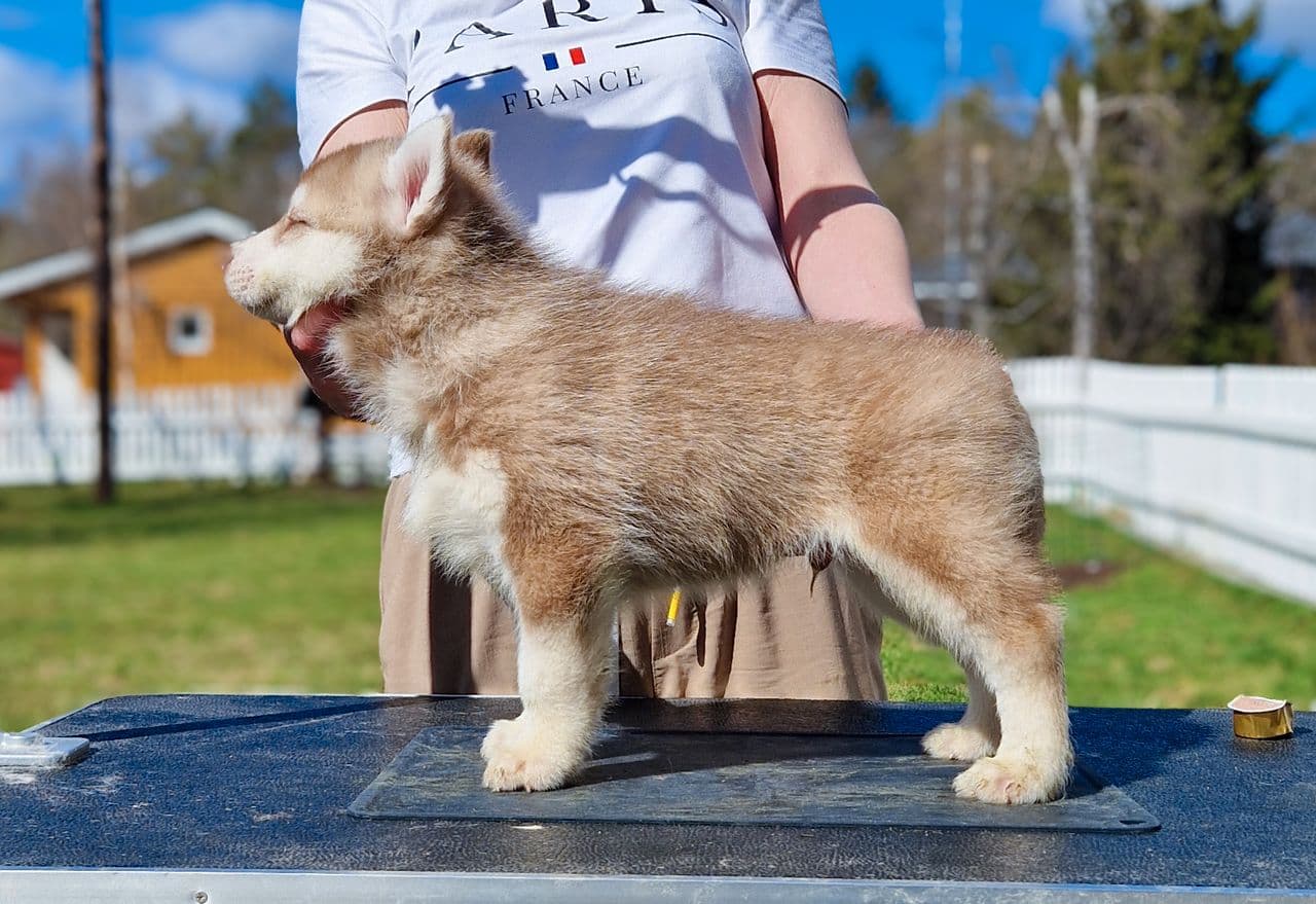 NKK reg Siberian Husky hannvalp