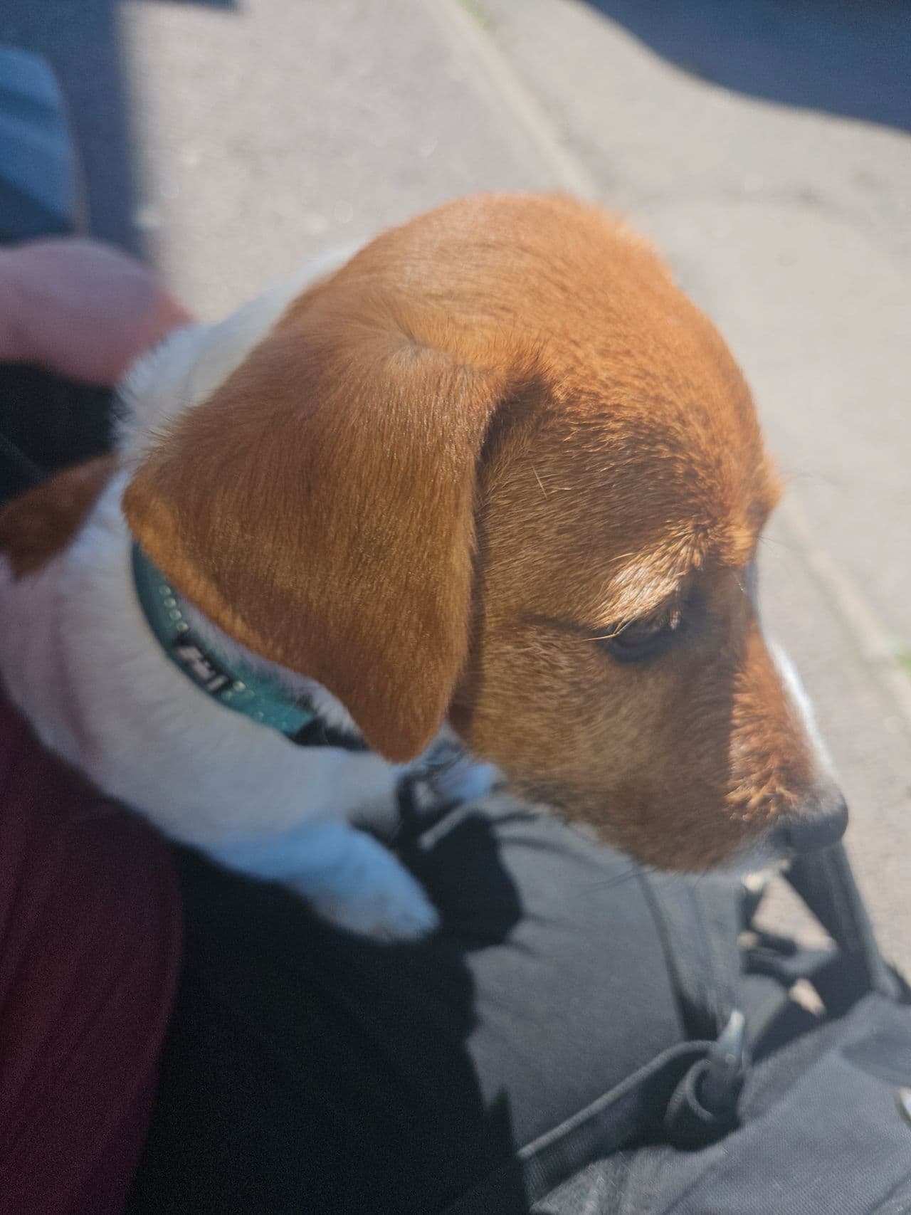 Nydelig Jack Russell valp