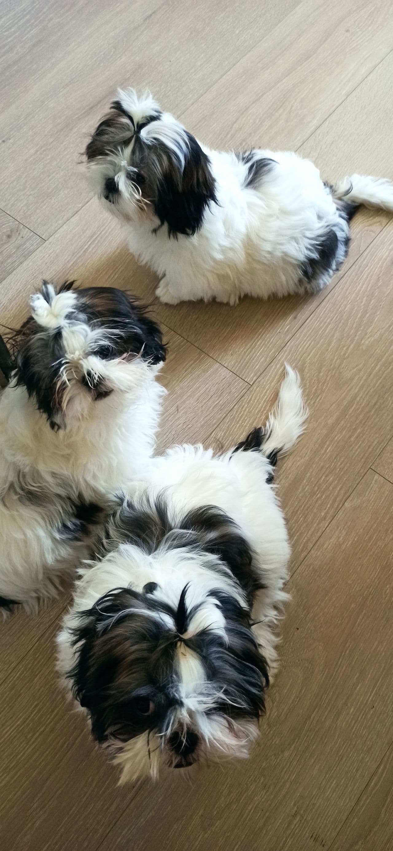 Shih Tzu Valper: Ditt Nye Familiemedlem Venter!