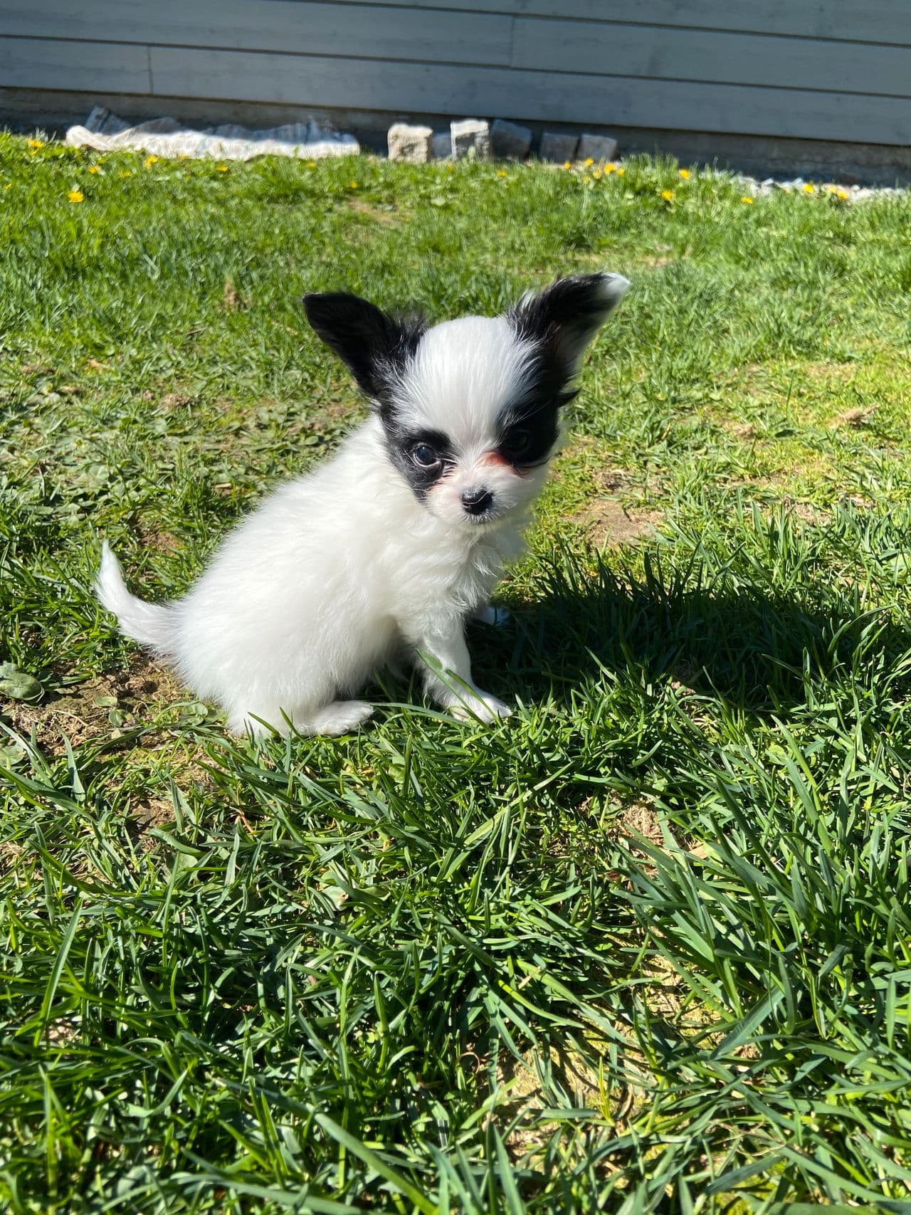 Renraset Papillon