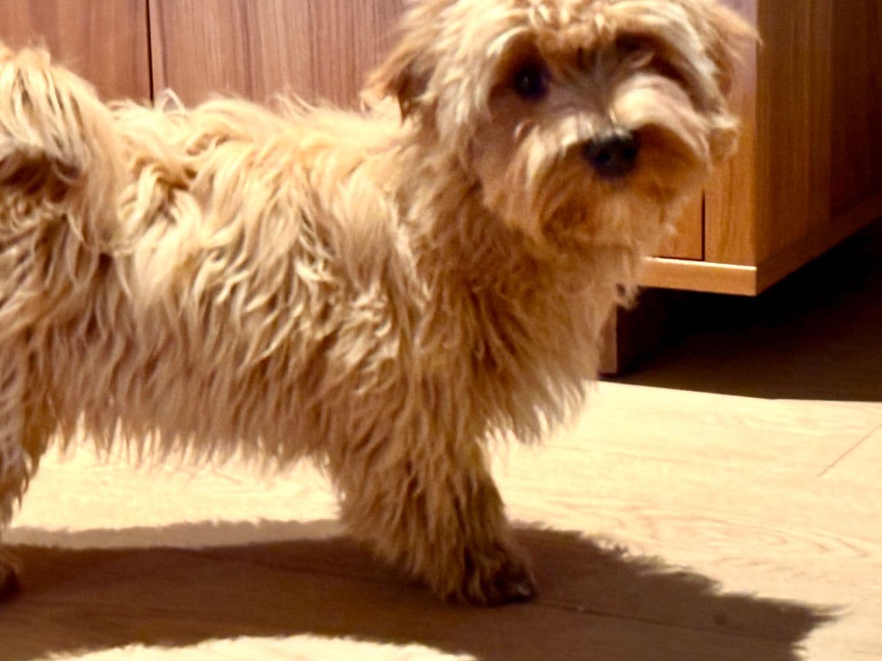 Livlig og kosete Bichon Havanais valp på 5 måneder for salg.